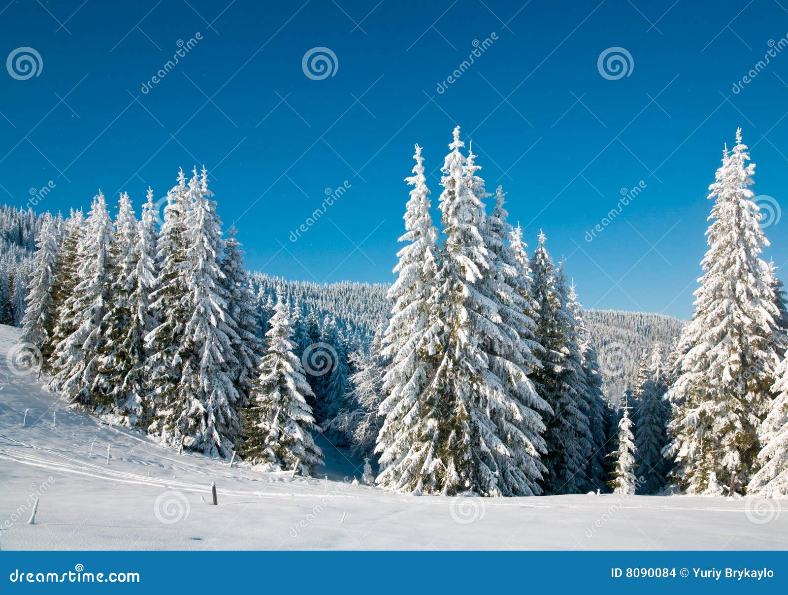 winter-spruce-trees-8090084.jpg