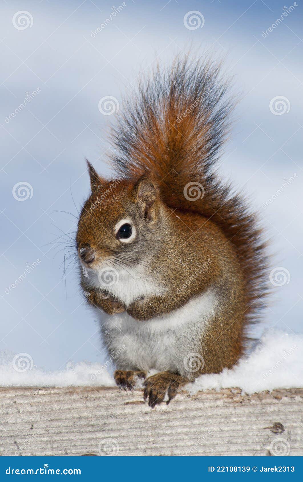Winter Squirrel Royalty Free Stock Images Image 22108139