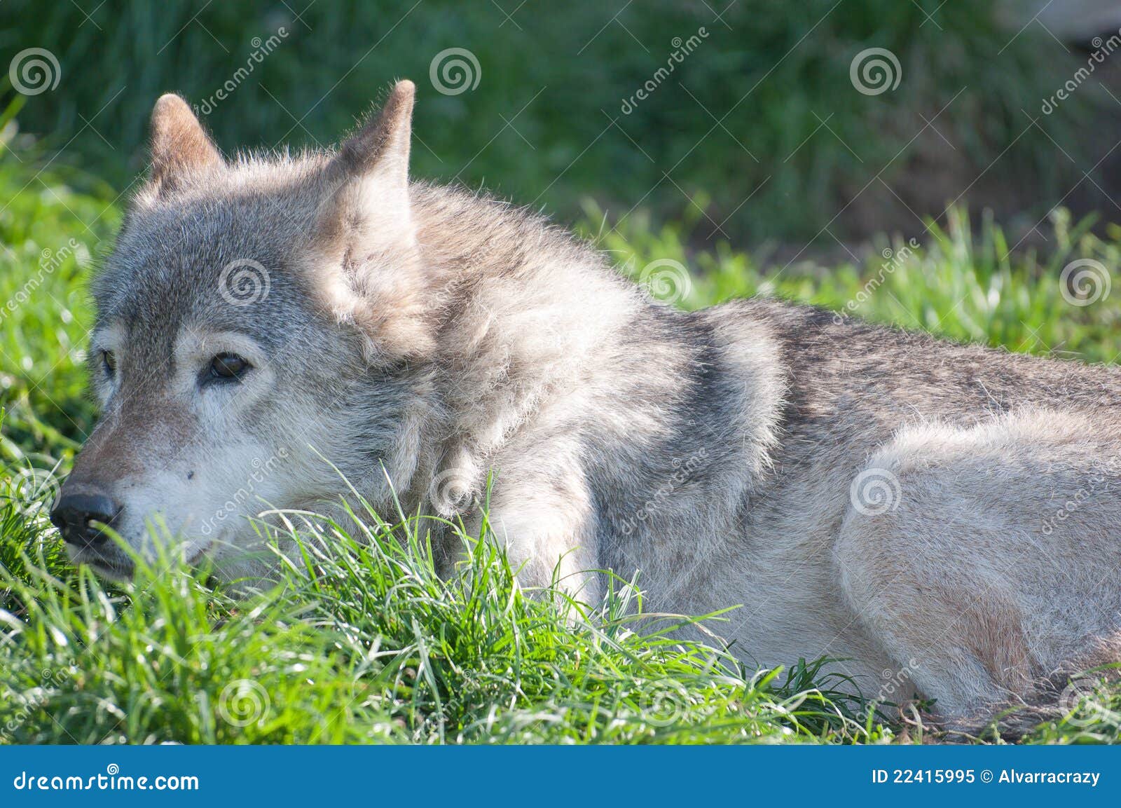 Wolf Lying In The Grass Royalty Free Stock Photo Image 22415995