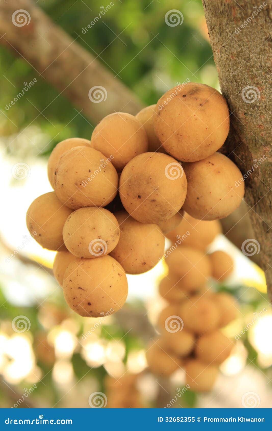 Wollongong ,Fruit Thailand. Royalty Free Stock Photo - Image ...