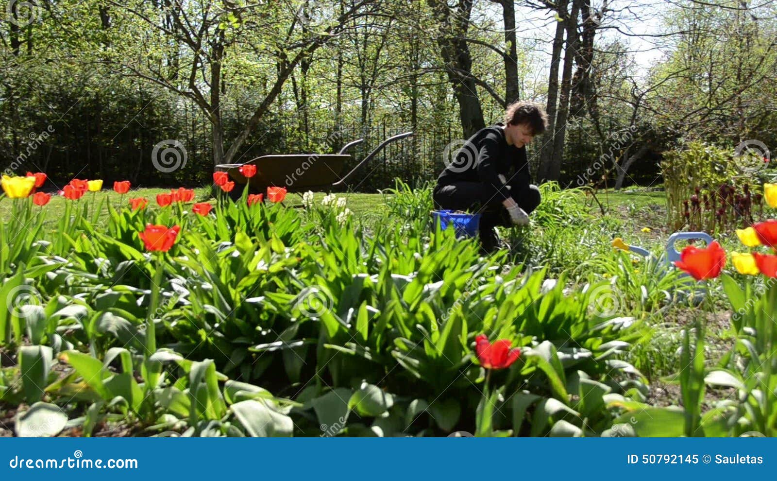 Backyard Tulip Garden