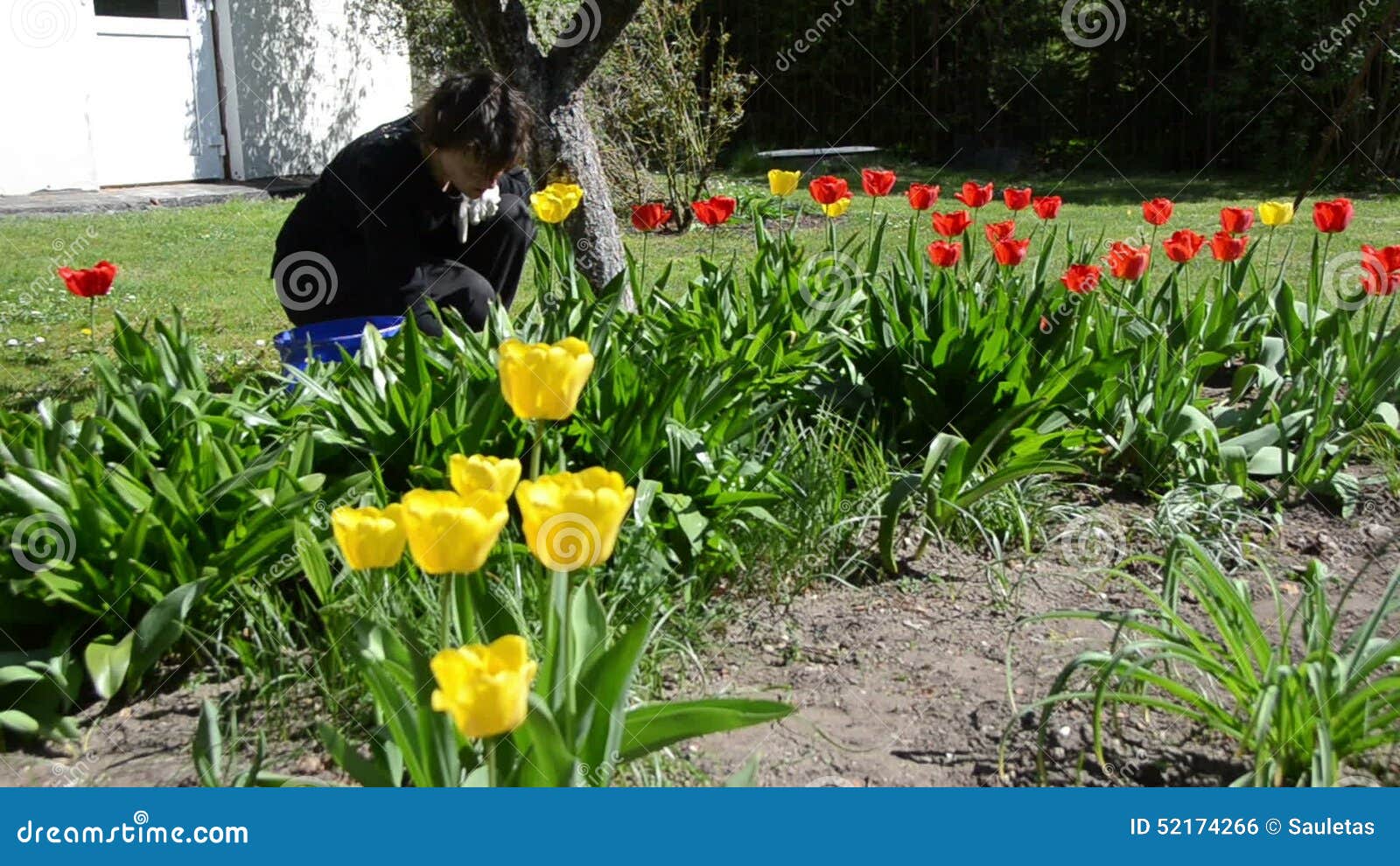 Backyard Tulip Garden