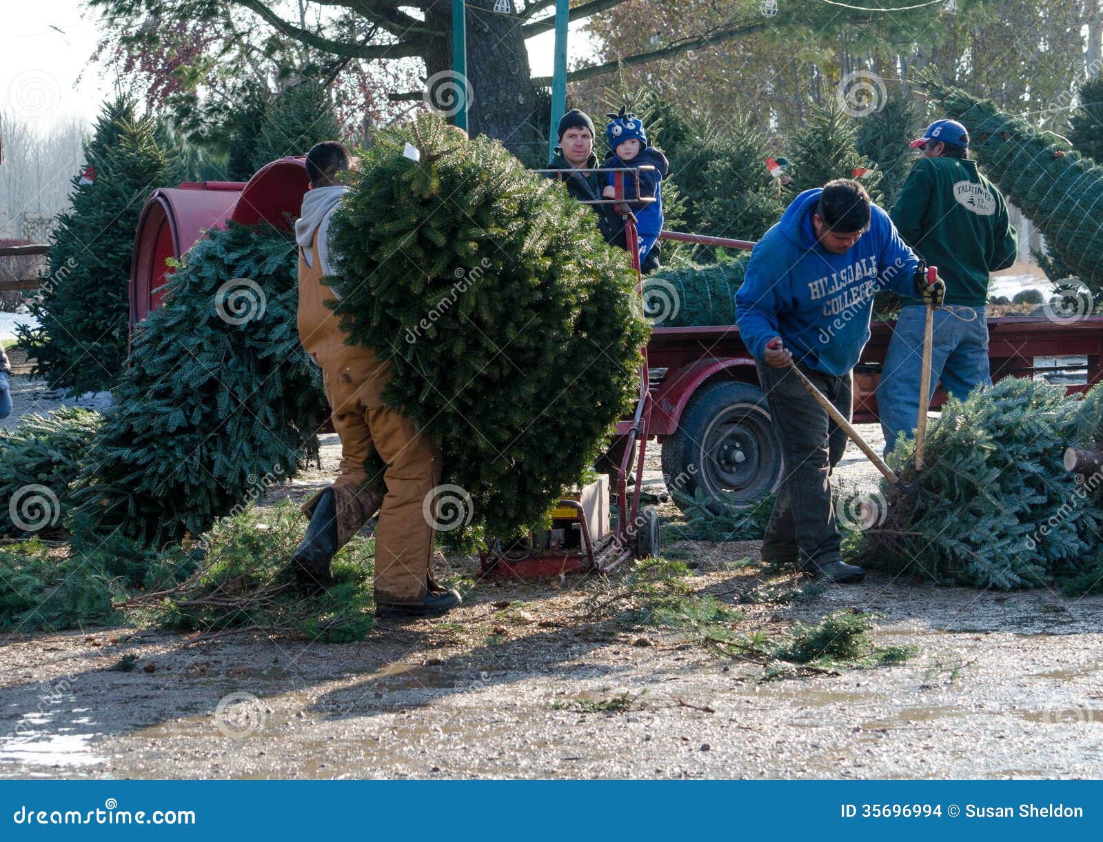 working at a christmas tree farm editorial stock image working at a christmas tree farm editorial stock image