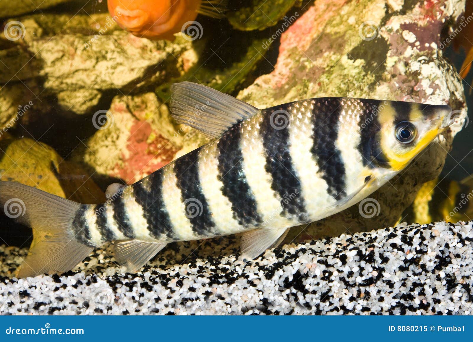 White fish with black strips