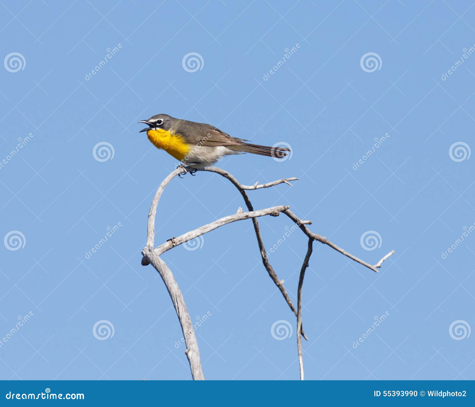 dry branch chat Find led lighted branches, battery operated lighted branches, plug in lighted branches, live chat (800) 928-6175 led glitter branch gold 30ct - 39in (set o. dry branch chat Find led lighted branches, battery operated lighted branches, plug in lighted branches, live chat (800) 928-6175 led glitter branch gold 30ct - 39in (set o.