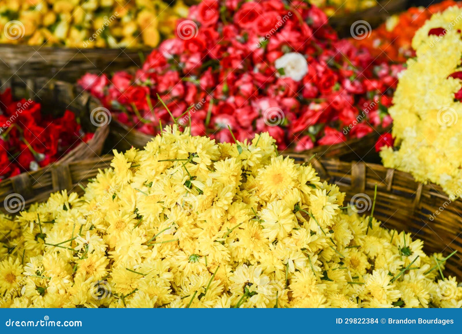 Yellow Chrysanthemum Flowers in a Basket in India.