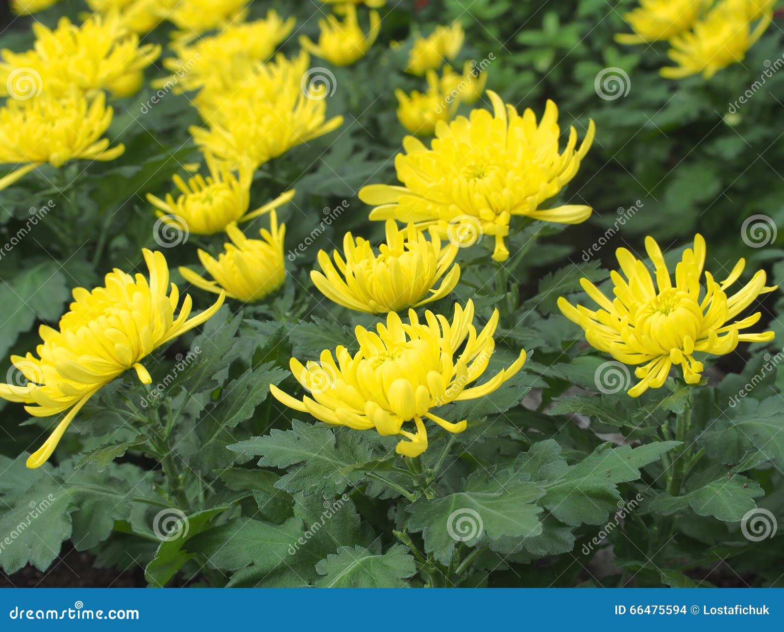 Yellow Chrysanthemums Stock Image