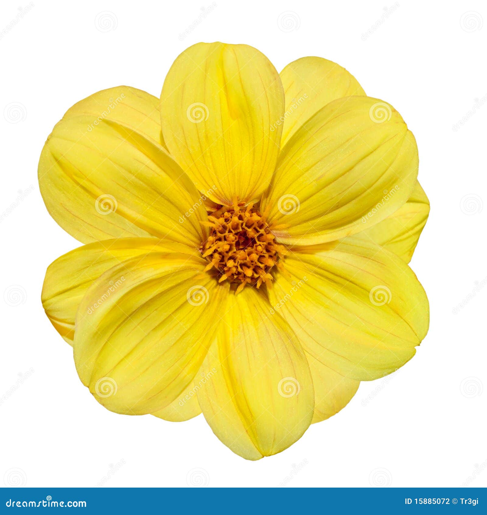 Yellow Dahlia Flower Isolated On White Background Stock ...
