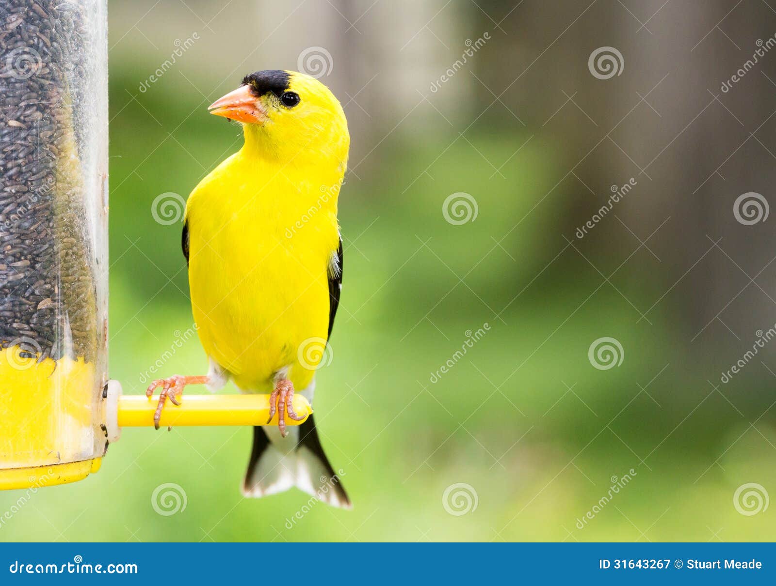 Yellow Finch Bird at Feeder