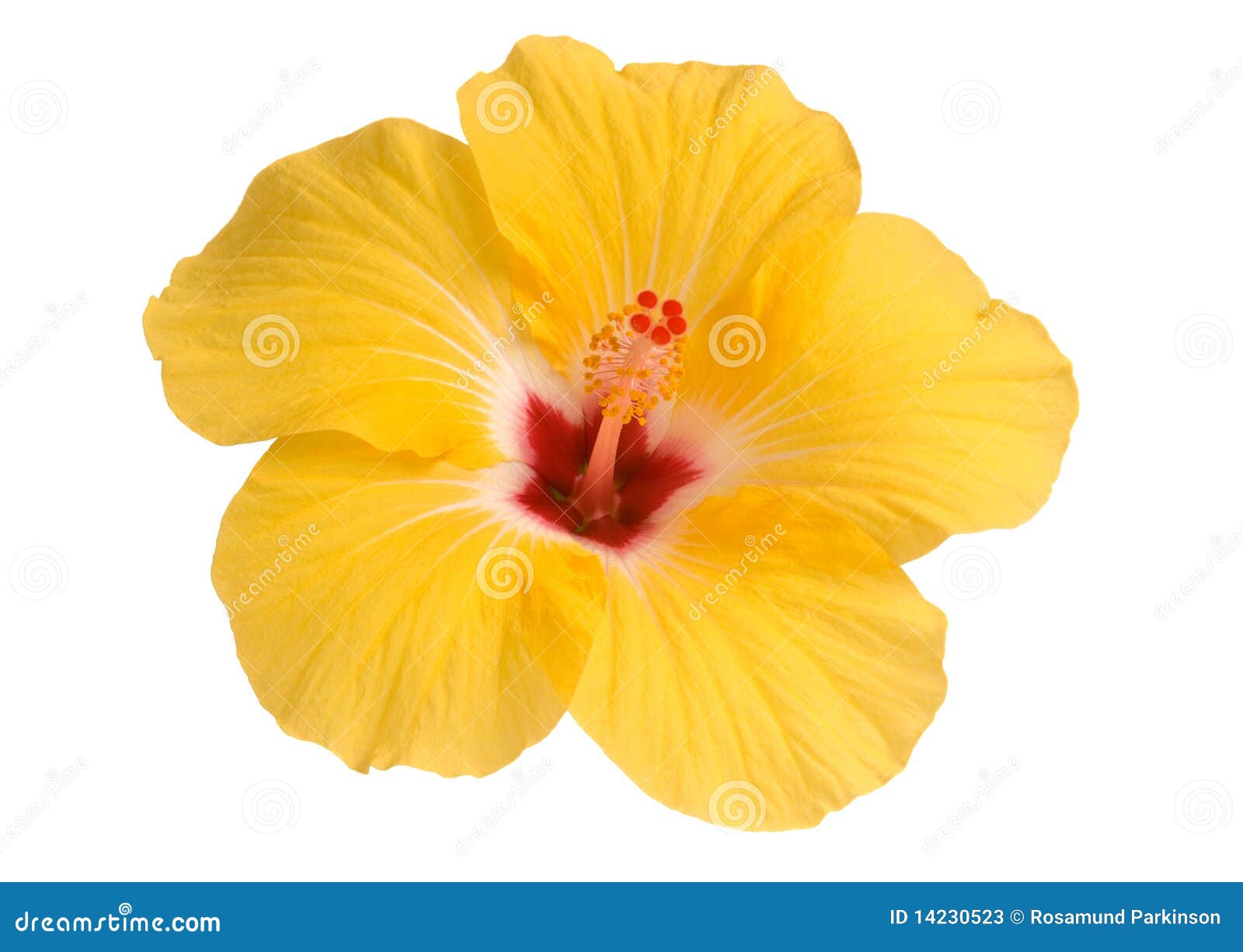 yellow hibiscus clipart - photo #24