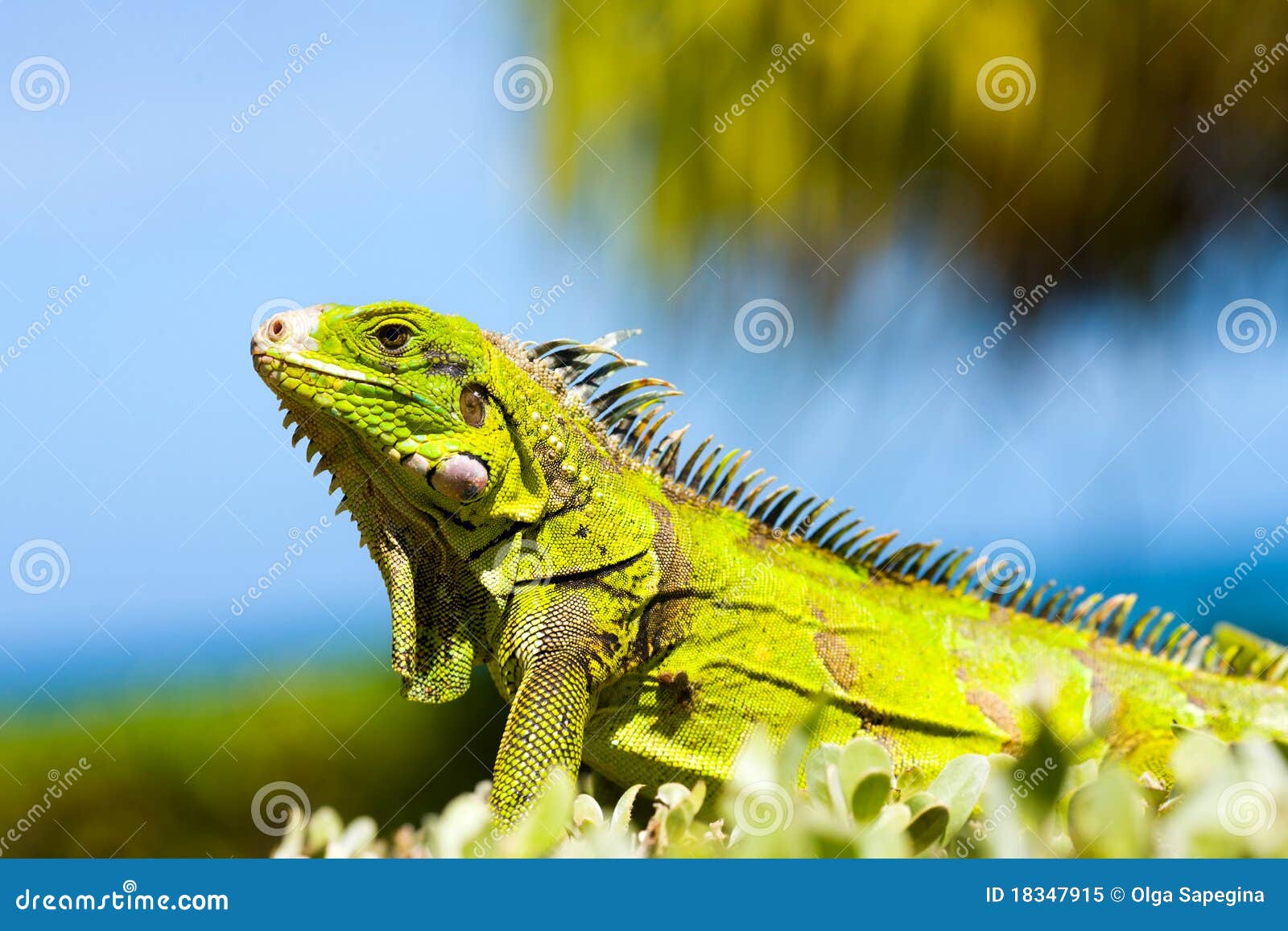 iguana yellow
