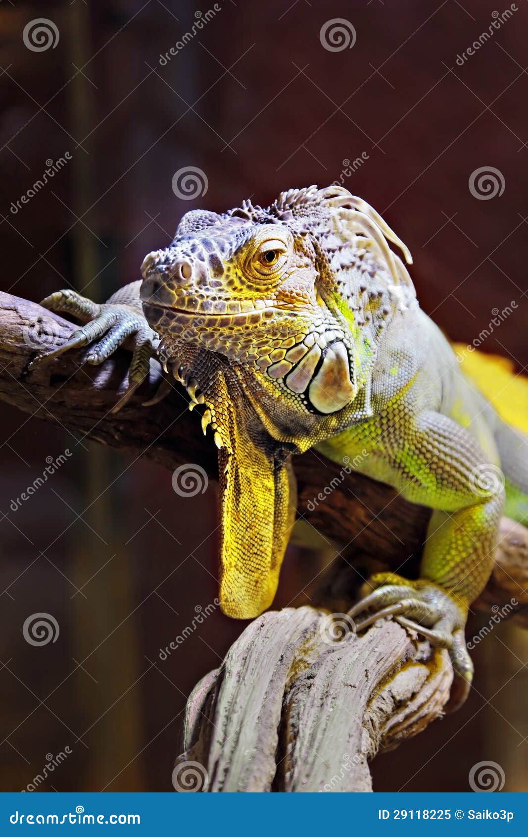 iguana yellow