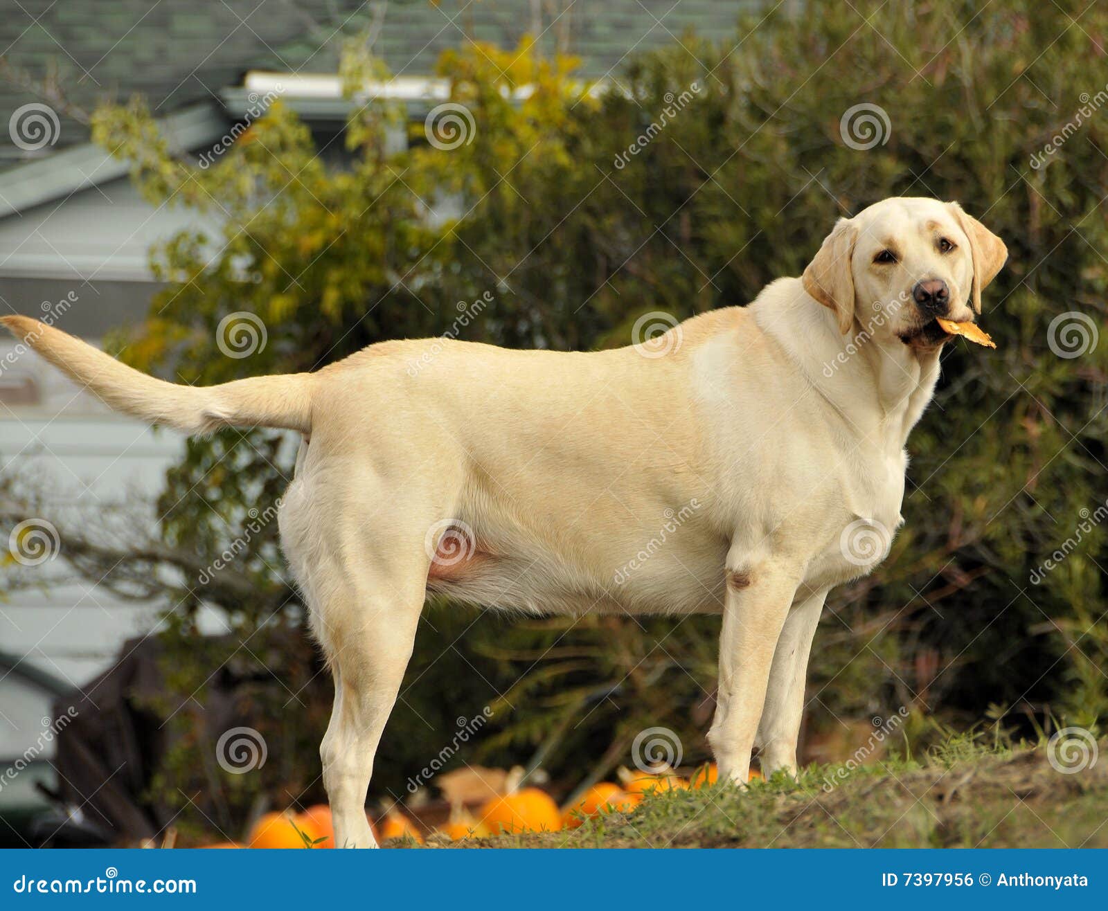 Yellow Labrador Dogs