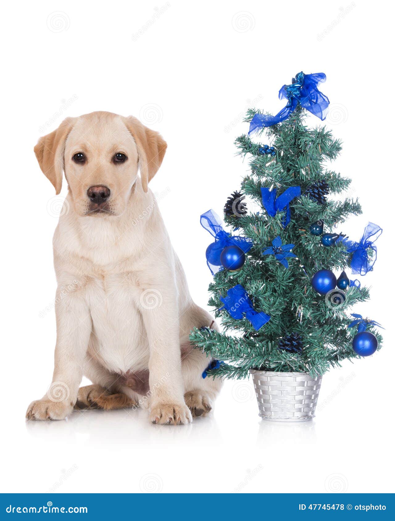 yellow labrador puppy with a christmas tree stock photo chocolate labrador christmas cards
