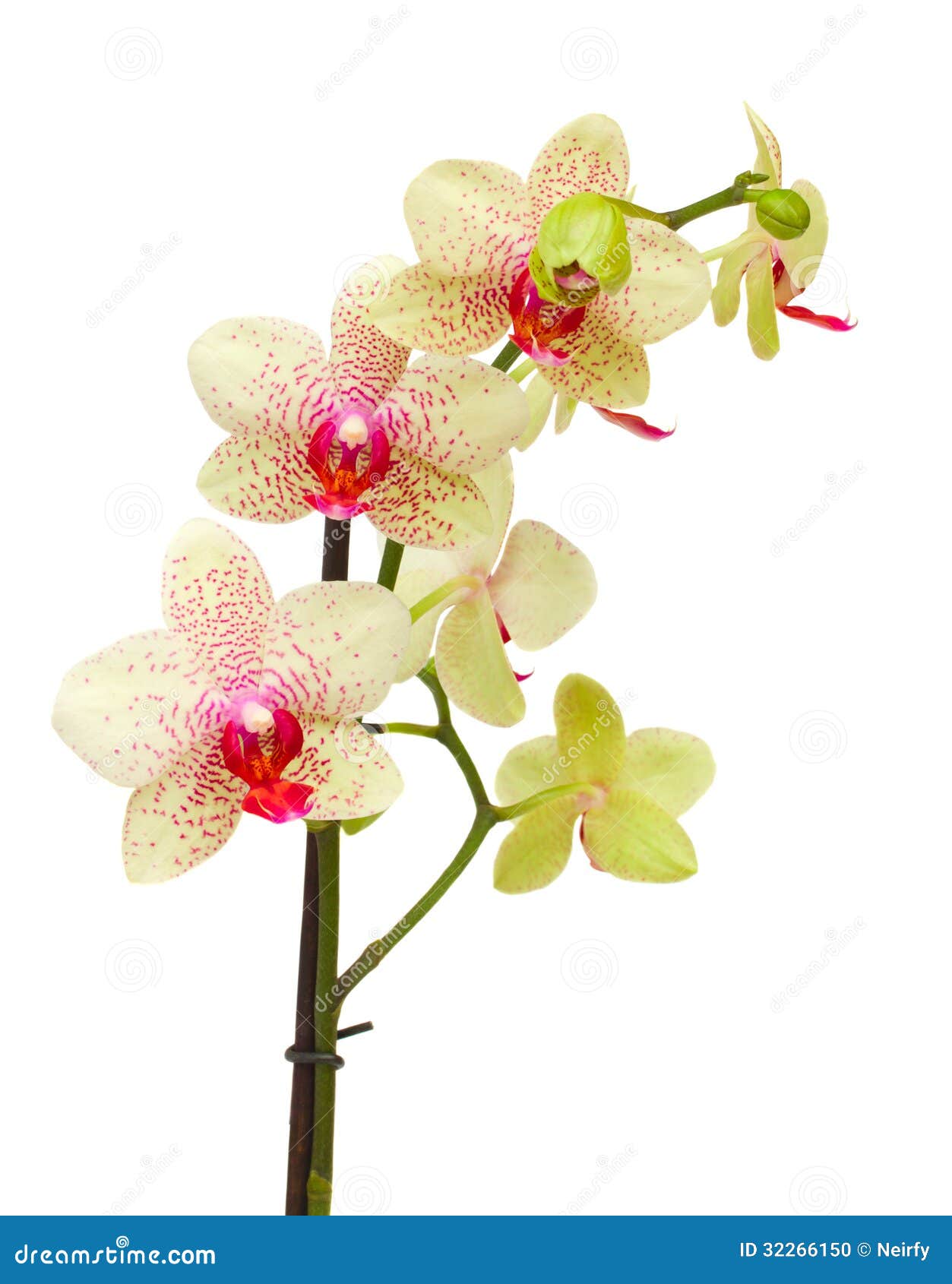 Red Orchid Flower