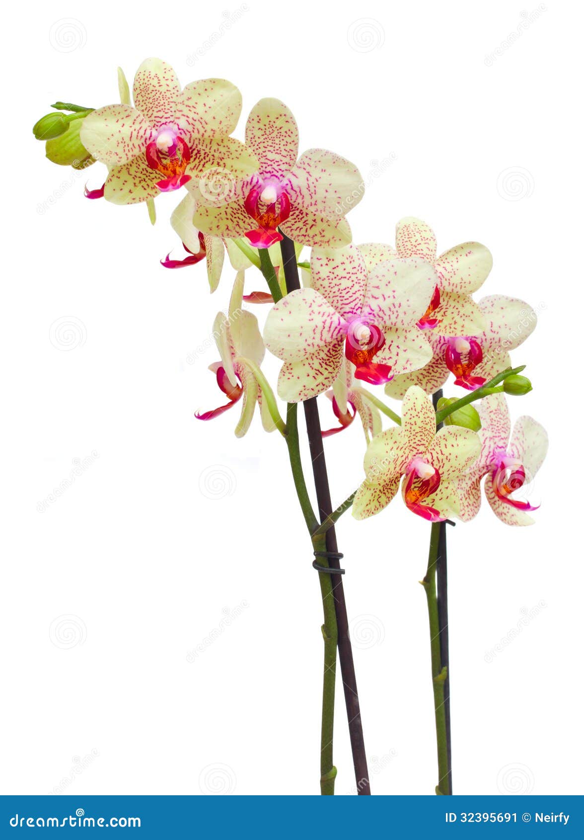 Red Orchid Flower