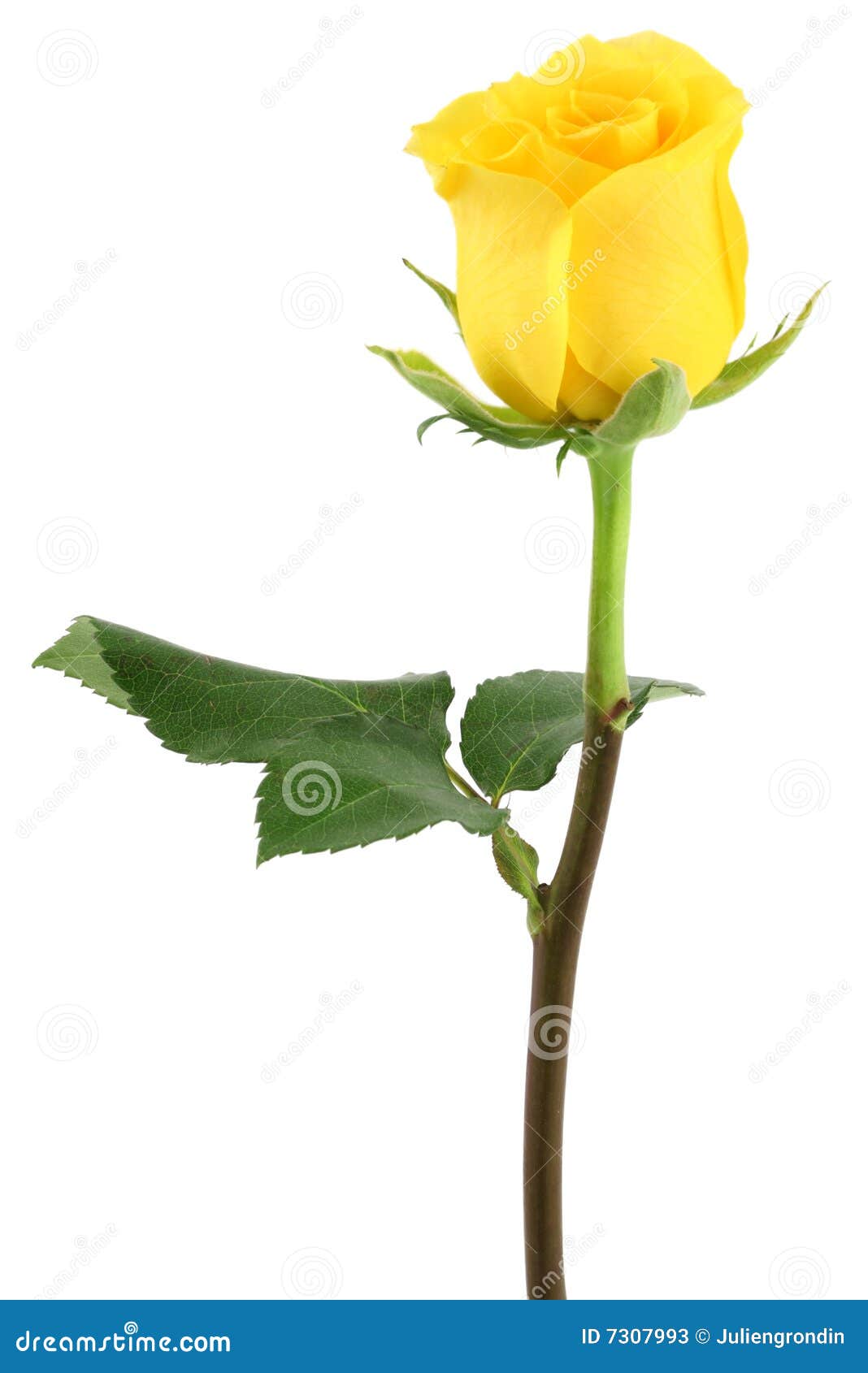 yellow roses pictures clip art - photo #43