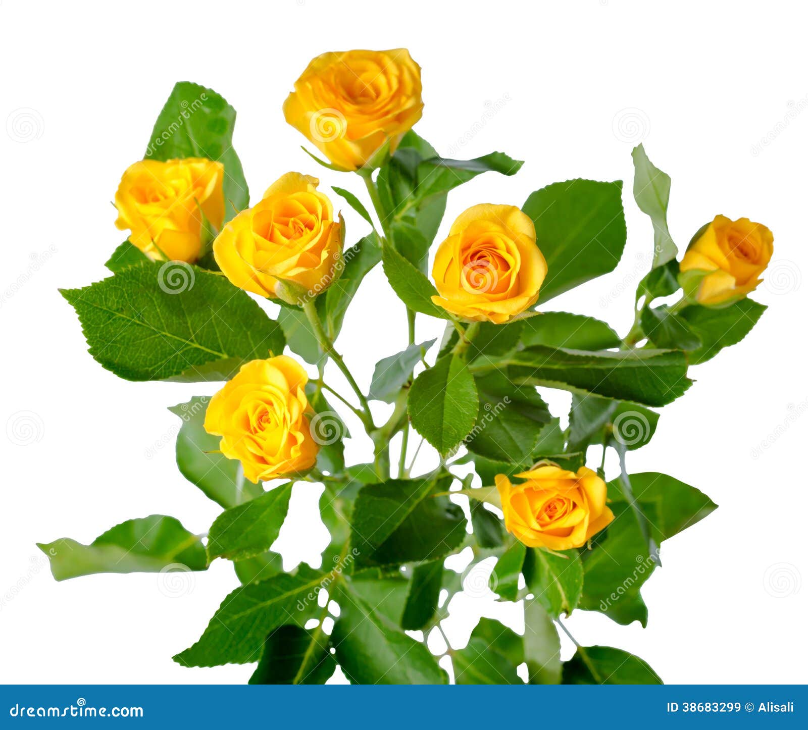 clipart of rose plant - photo #27