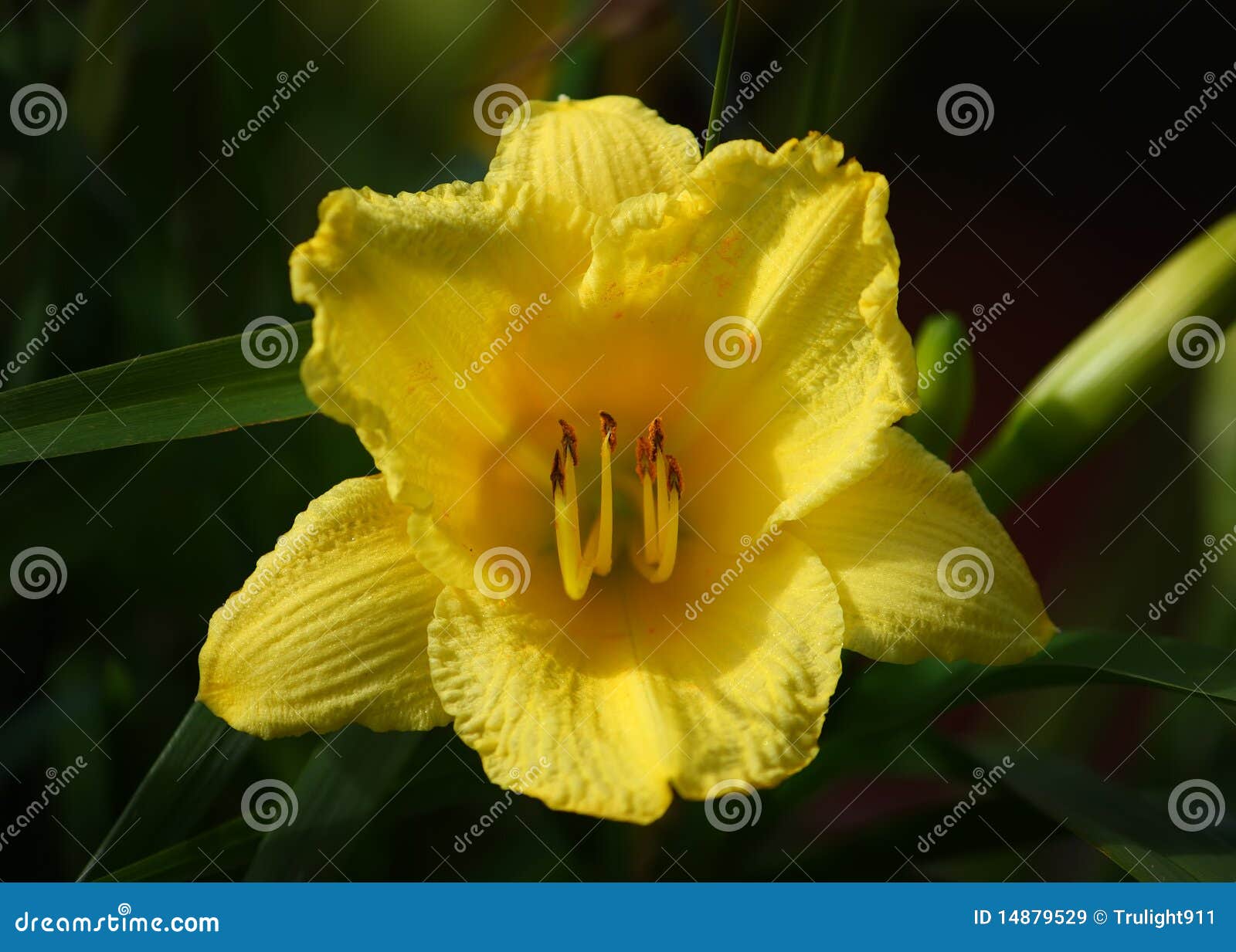 Yellow Trumpet Daffodil Royalty Free Stock Images  Image: 14879529