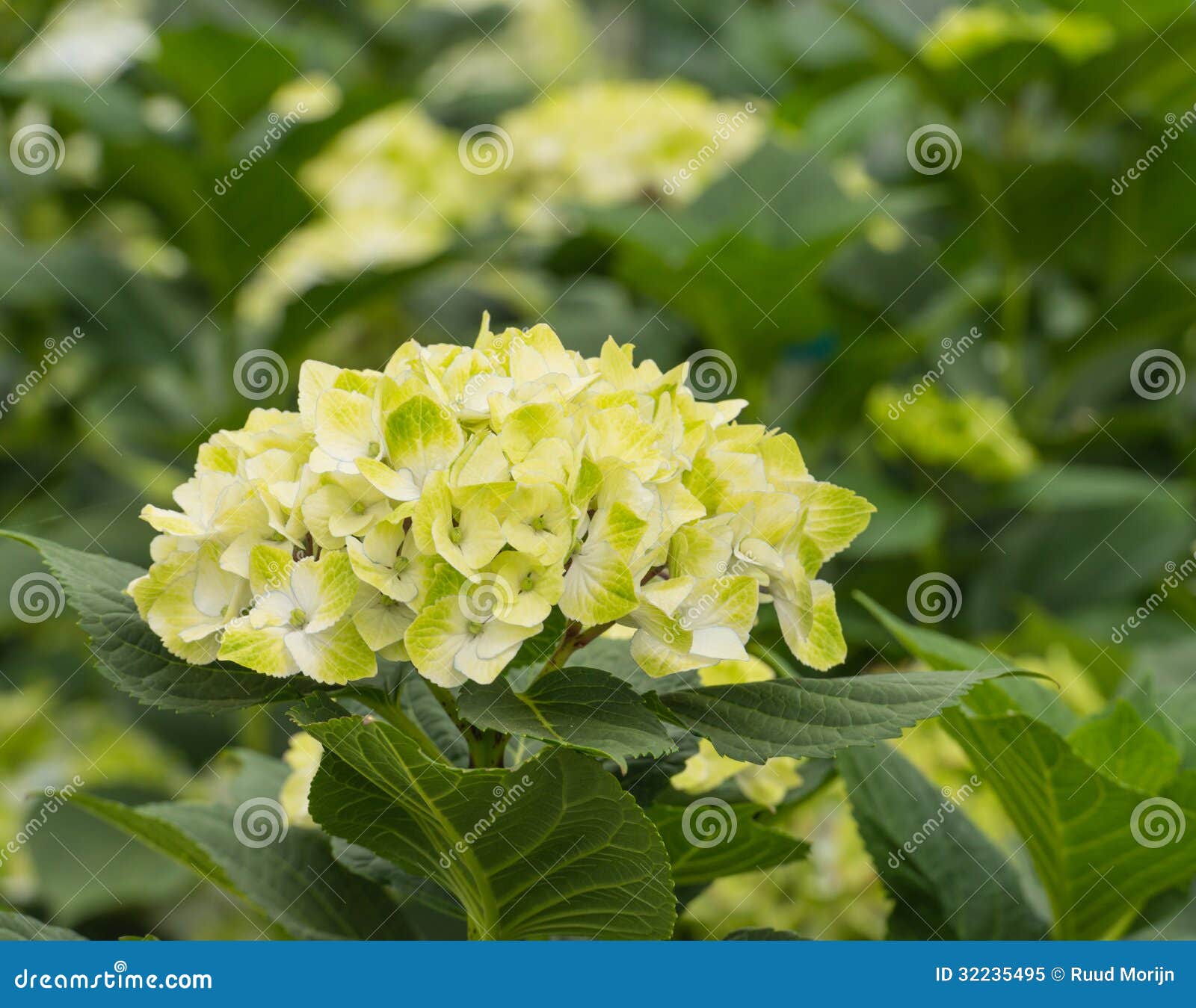 White and yellow umbels of Hydrangea plants in a Dutch horticulture 