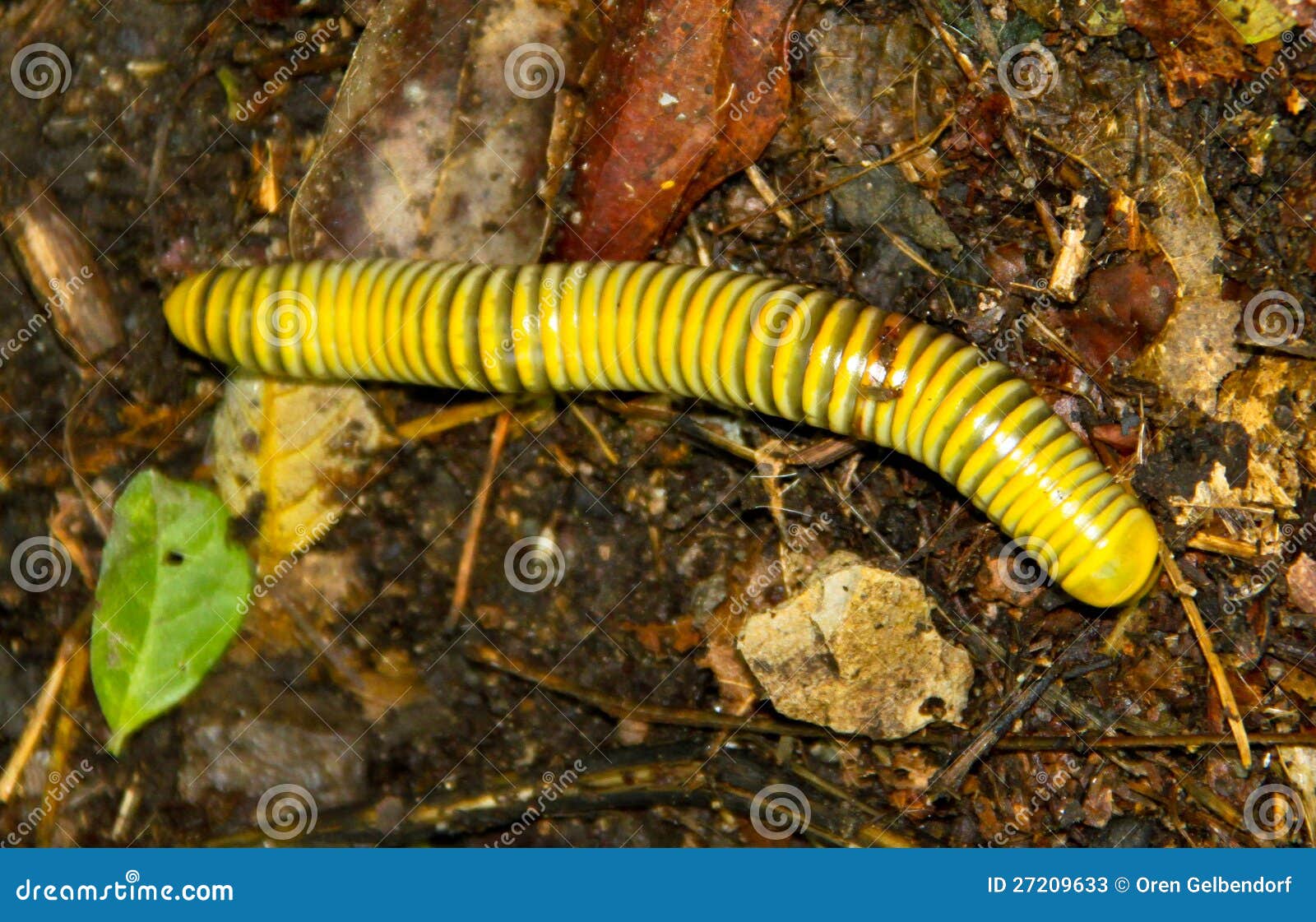 Yellow Worm Stock Photos Image 27209633