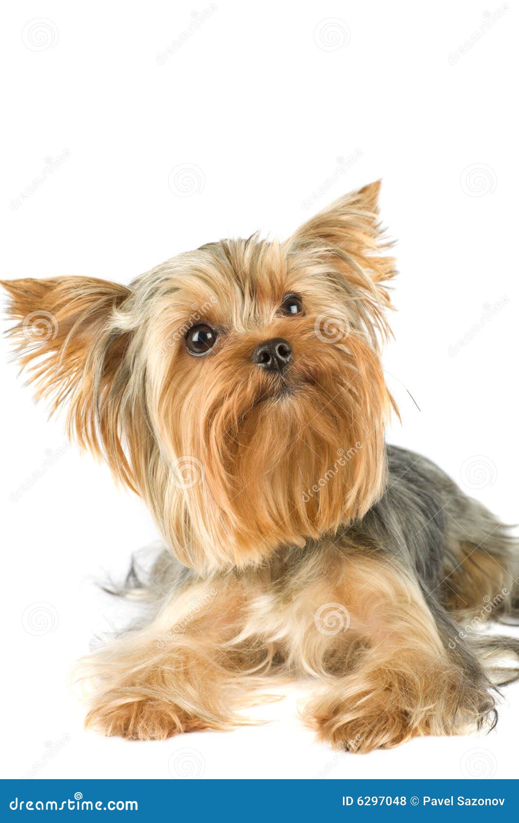world s largest yorkie bull terrier stock image images royalty free photo stock photos breeds picture world s largest yorkie bull terrier stock image images royalty free photo stock photos breeds picture