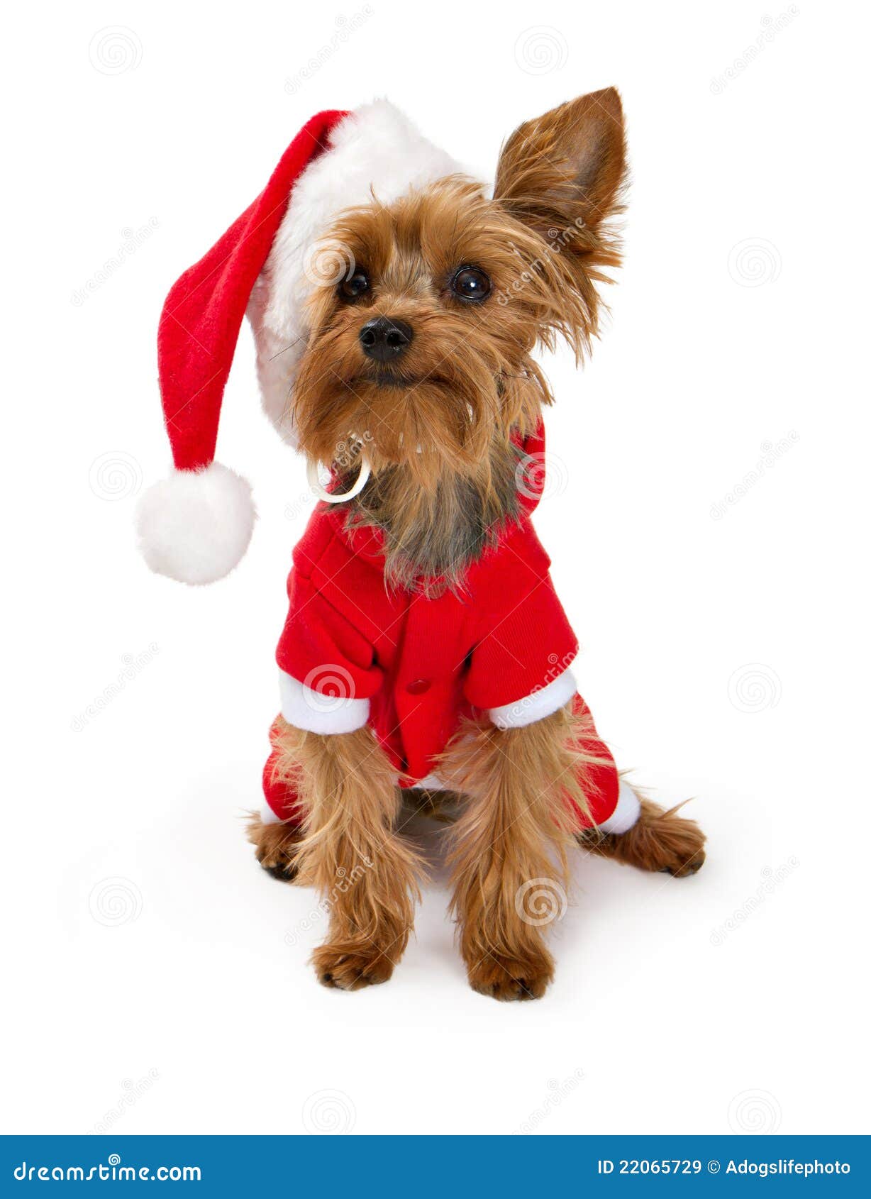 Yorkshire Terrier Dog Wearing A Santa Suit Royalty Free ...