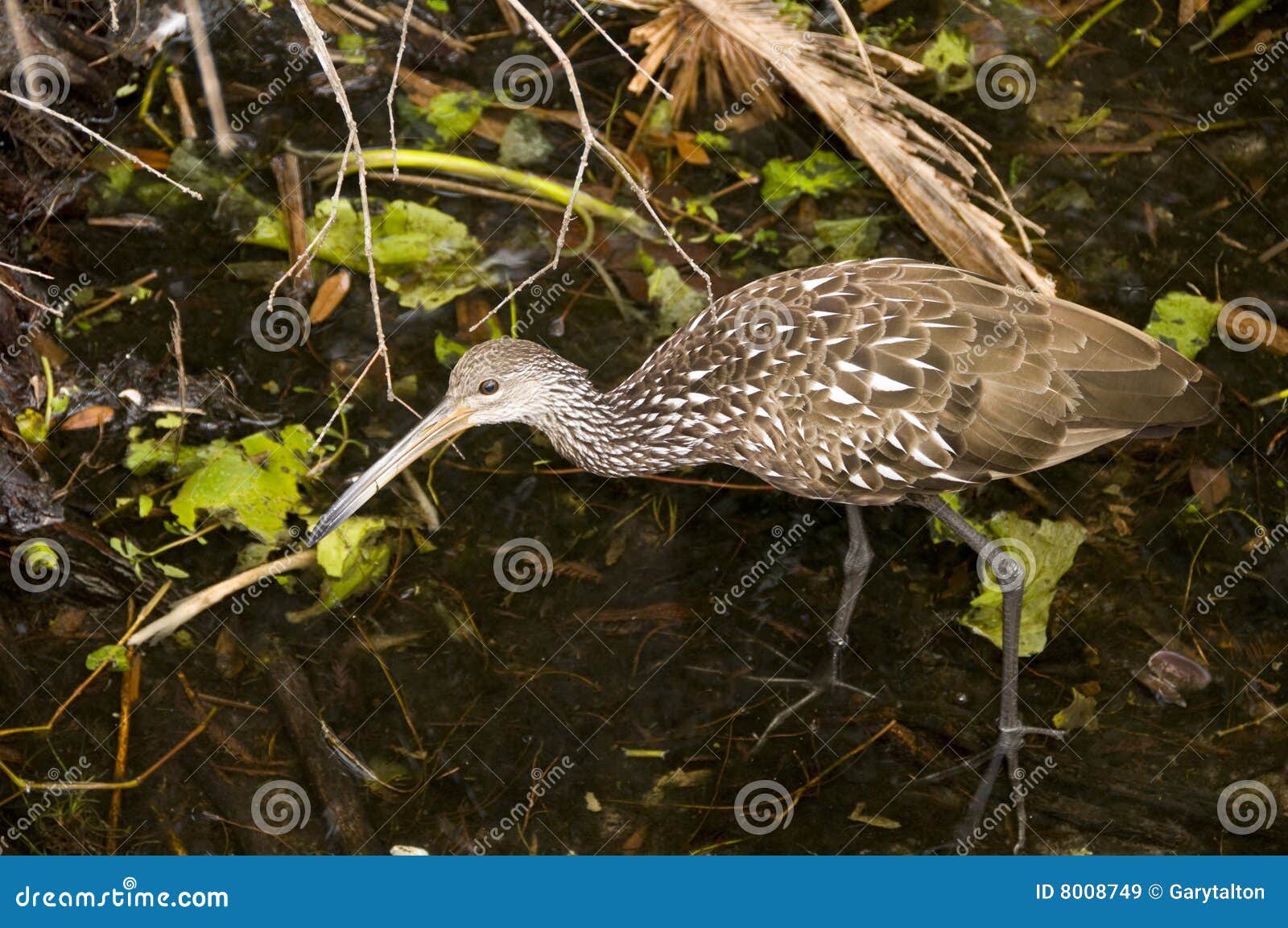 Royalty Free Stock Images Young Crane. Image 8008749