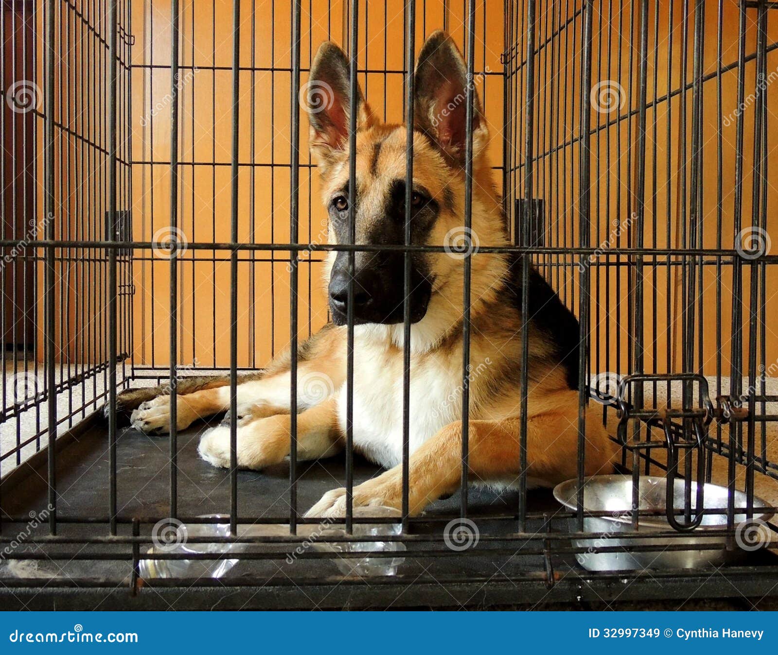 An 8-month old German Shepherd Dog puppy in crate. Crates are useful ...