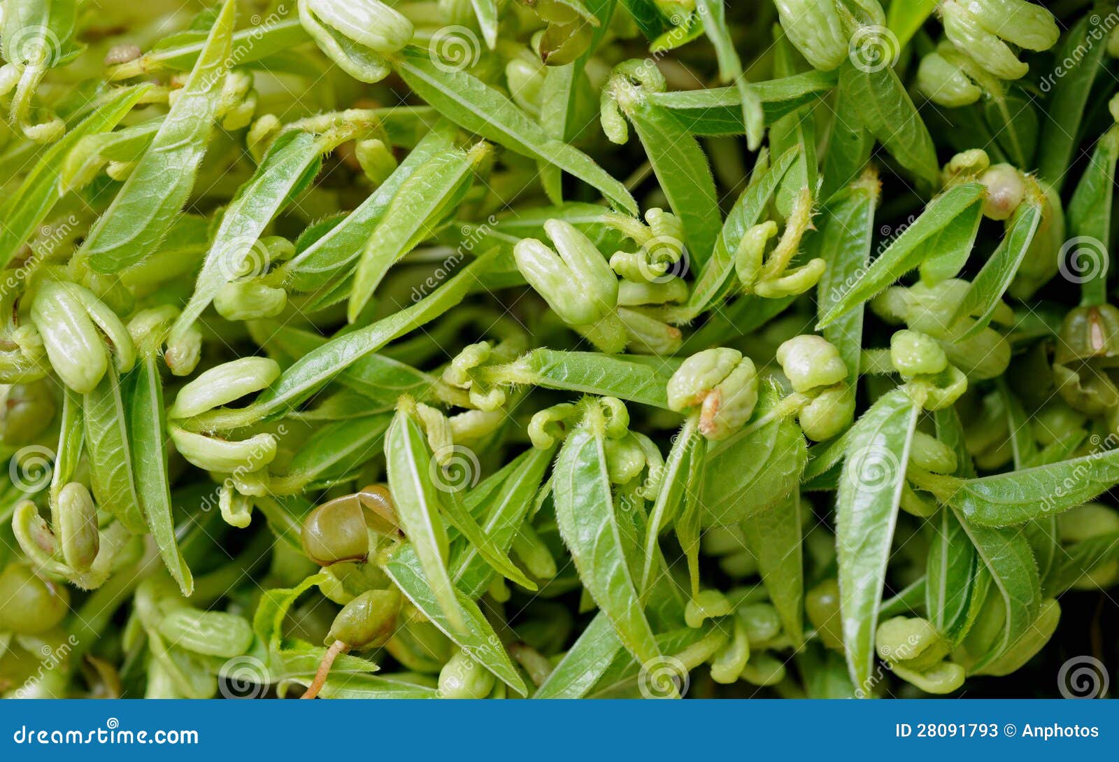 String Bean Tree