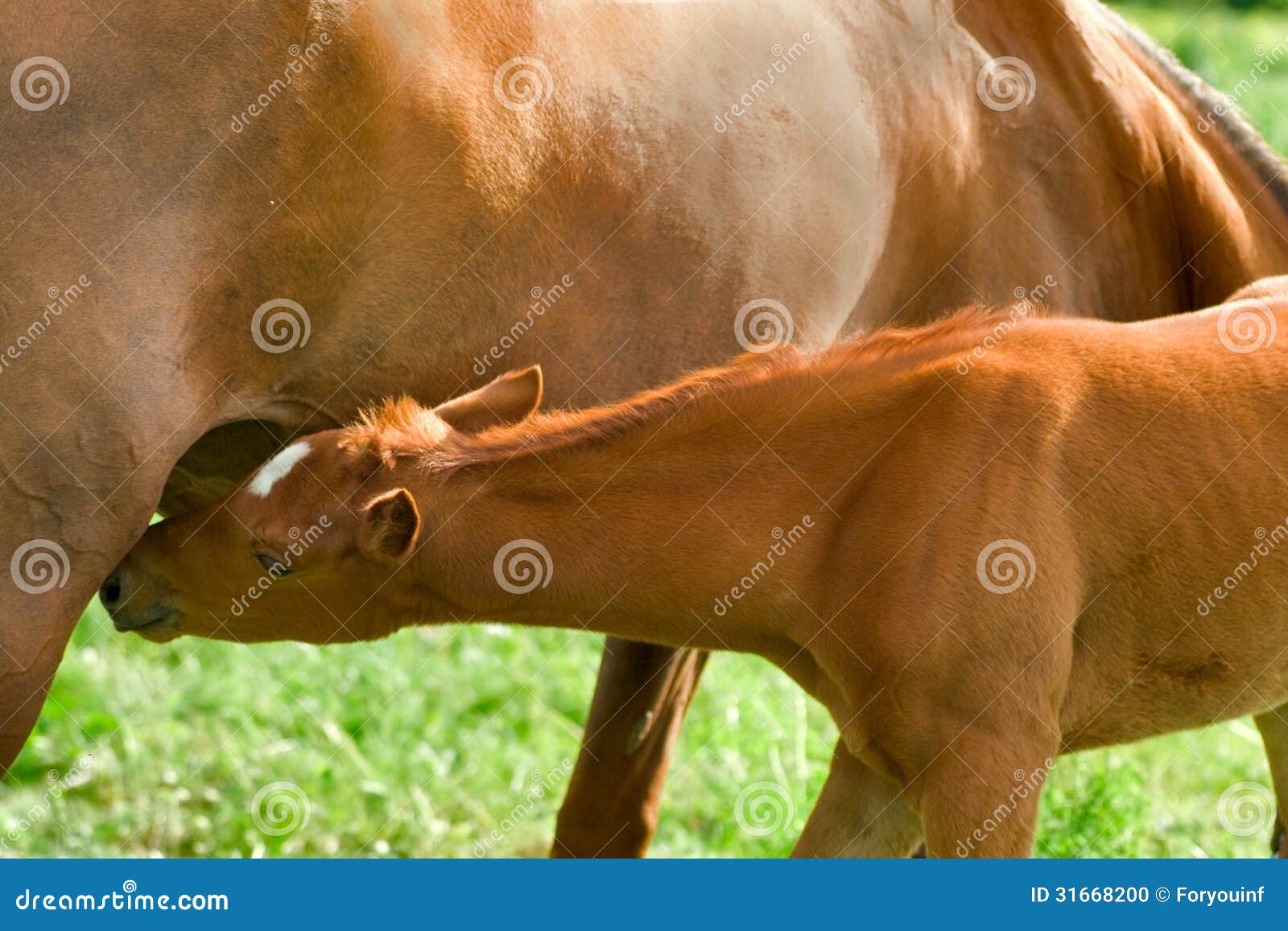 The Chronicles Of Animals - Milking The Horse