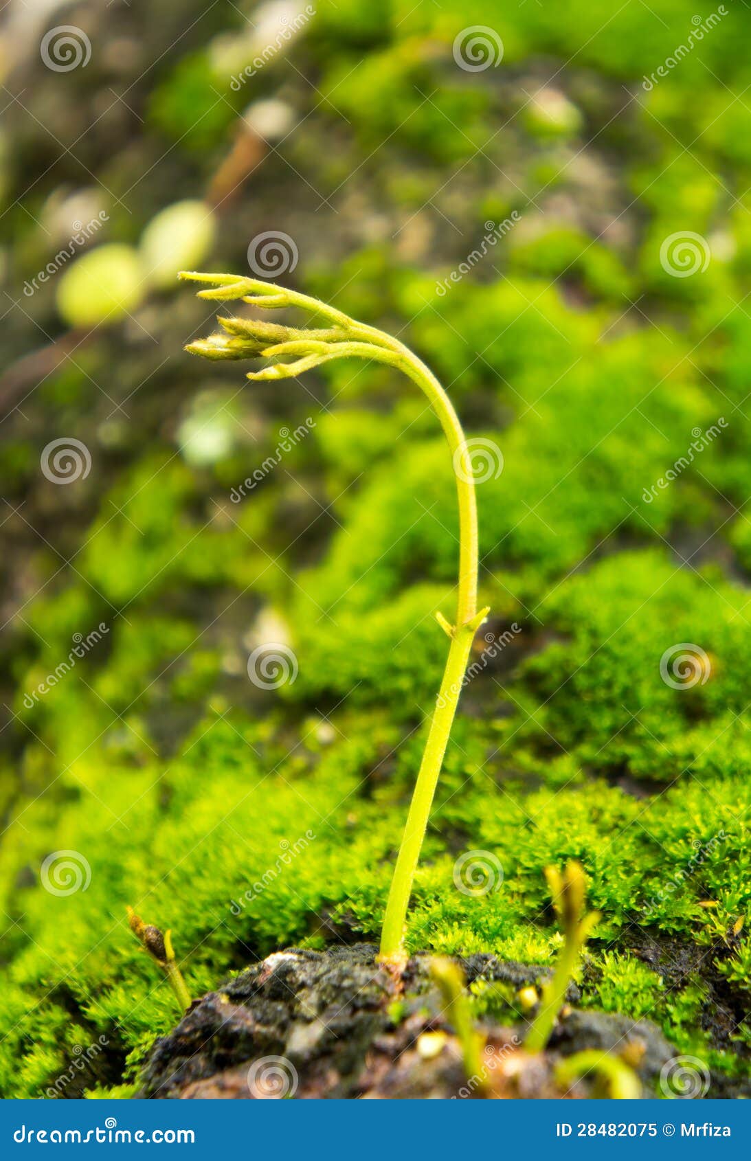 Young leaf porn pictures - Fucking Pic Full HD pictures porn Young leaf