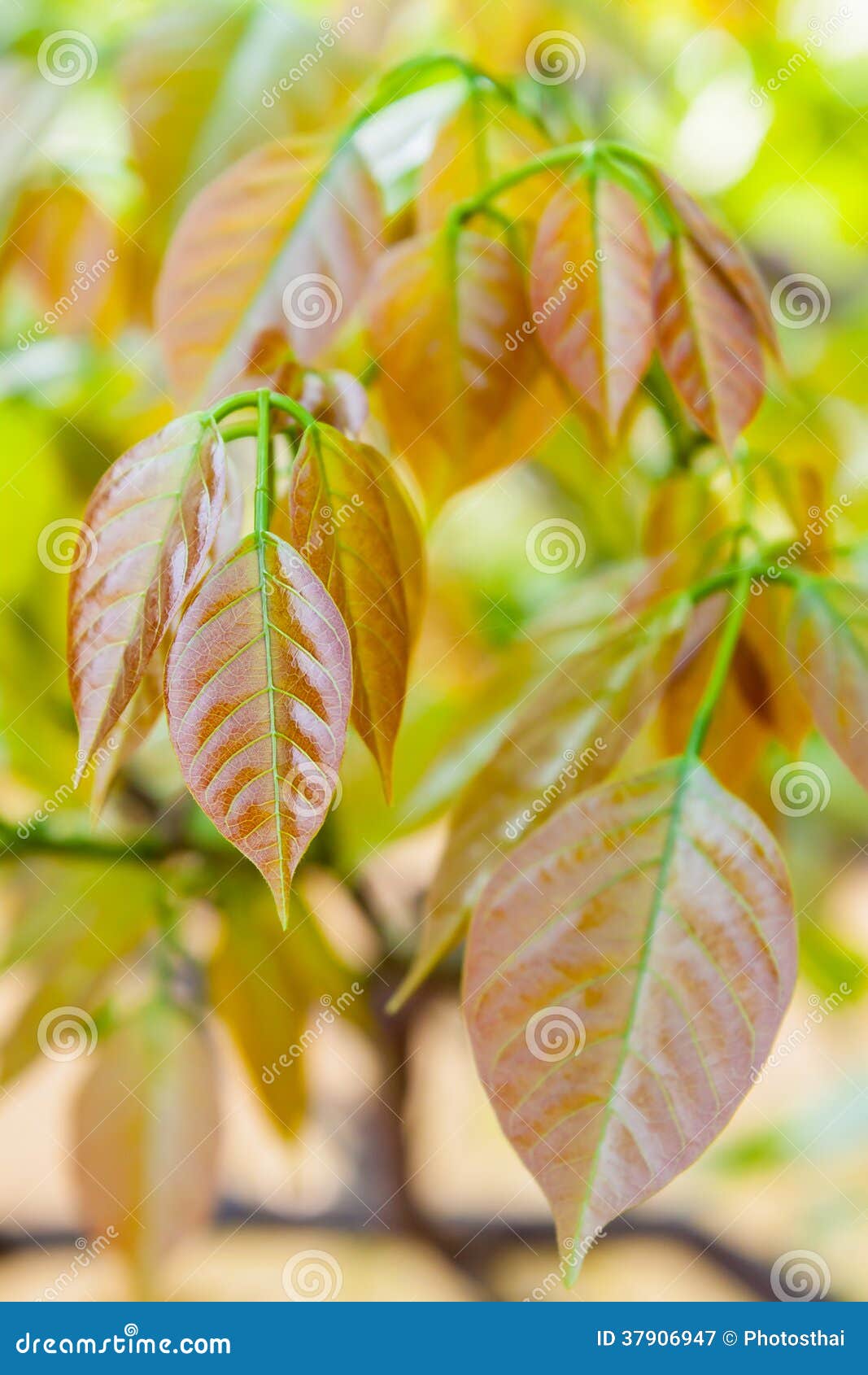 young leaves sex cute chubby girls sex
