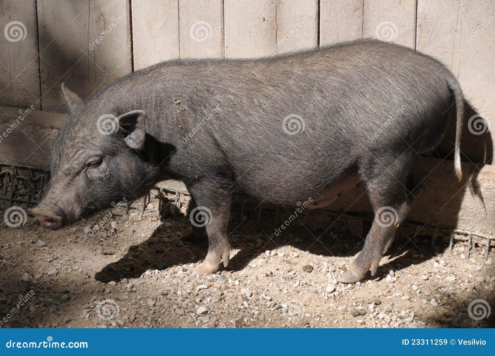 clipart pot bellied pig - photo #39