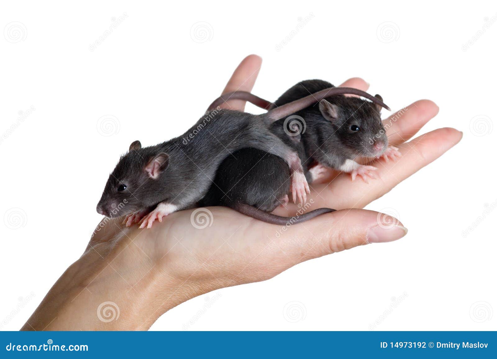 Young Rats Stock Photography Image 14973192