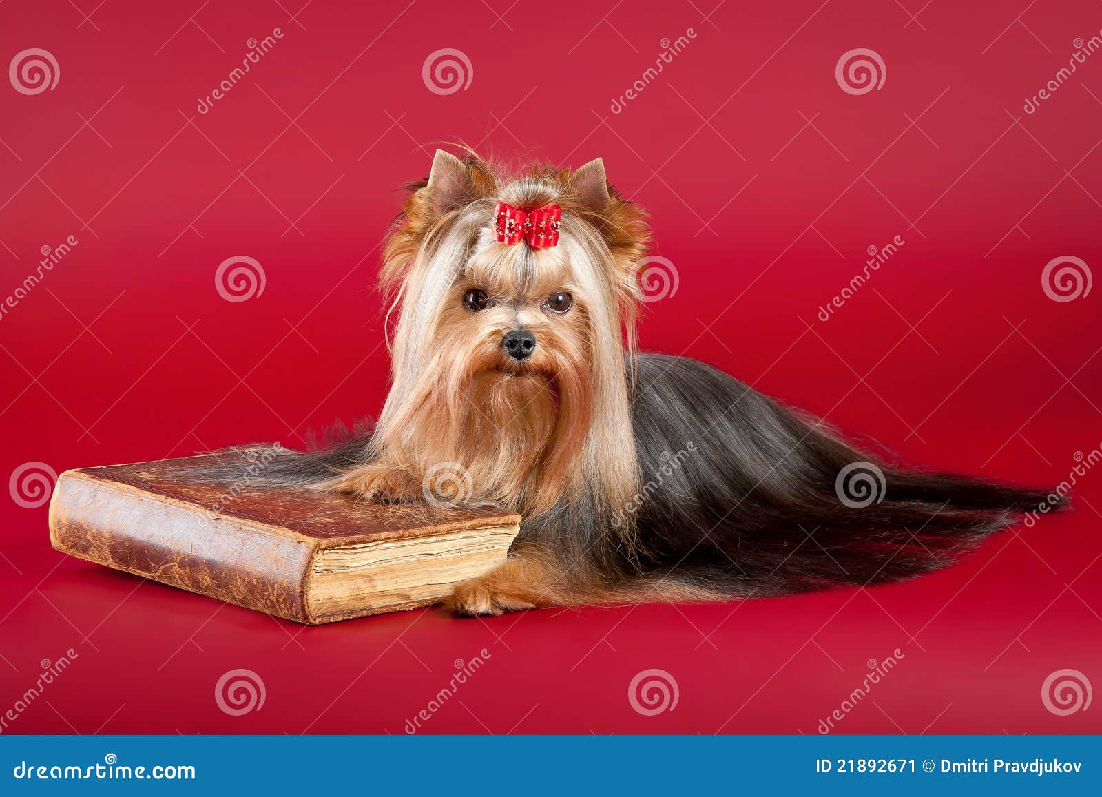 yorkie books yorkie with book stock image image 21892671 yorkie books yorkie with book stock image image 21892671