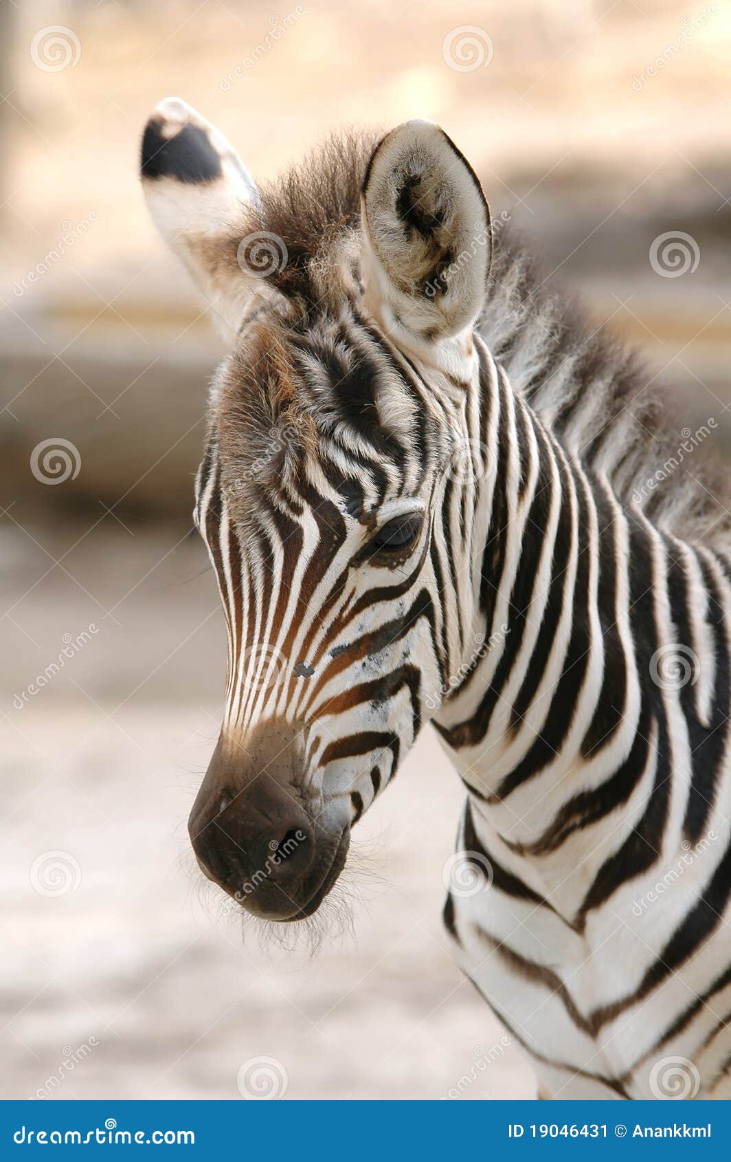 Young Zebra Stock Image - Image: 19046431