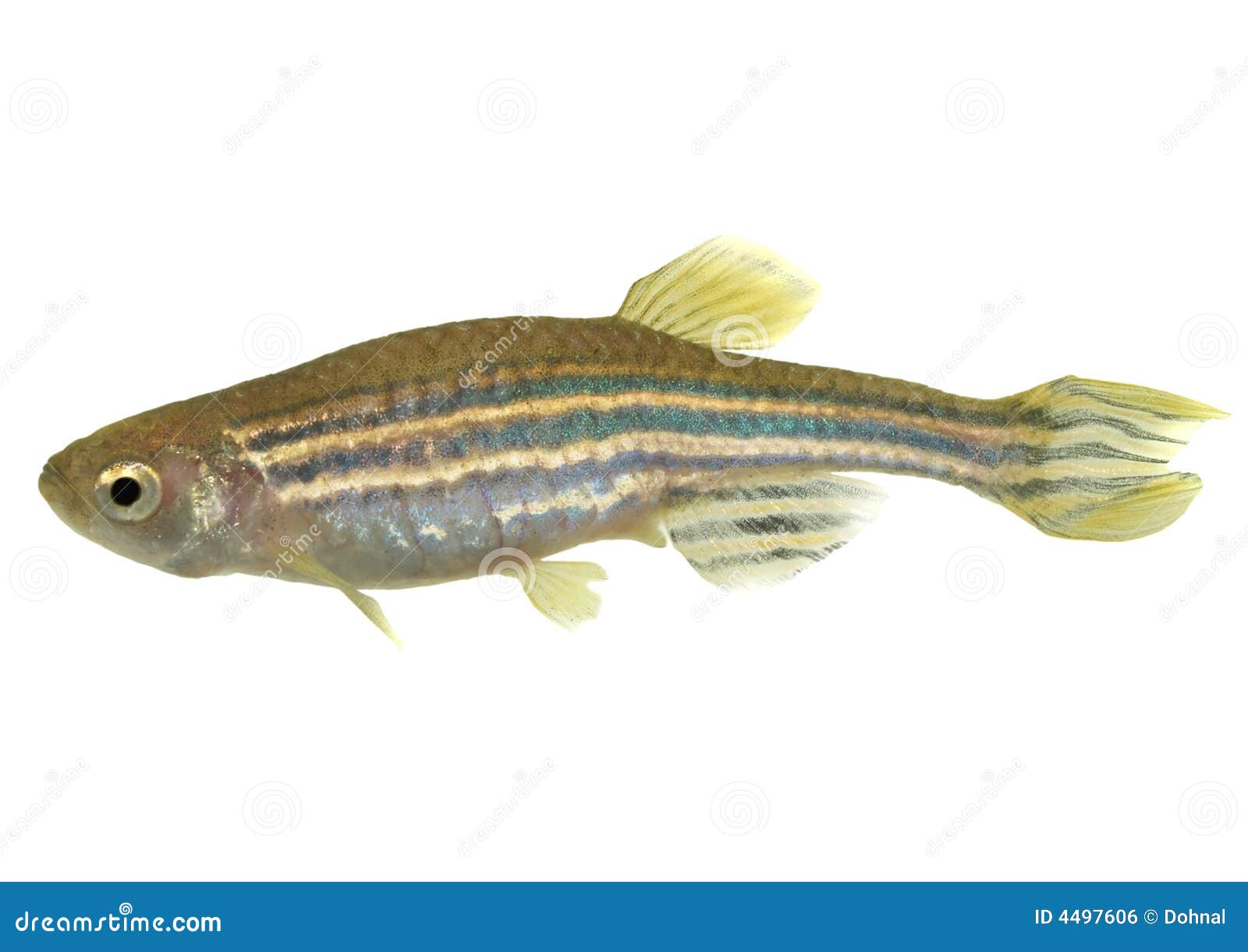 zebrafish clipart - photo #15