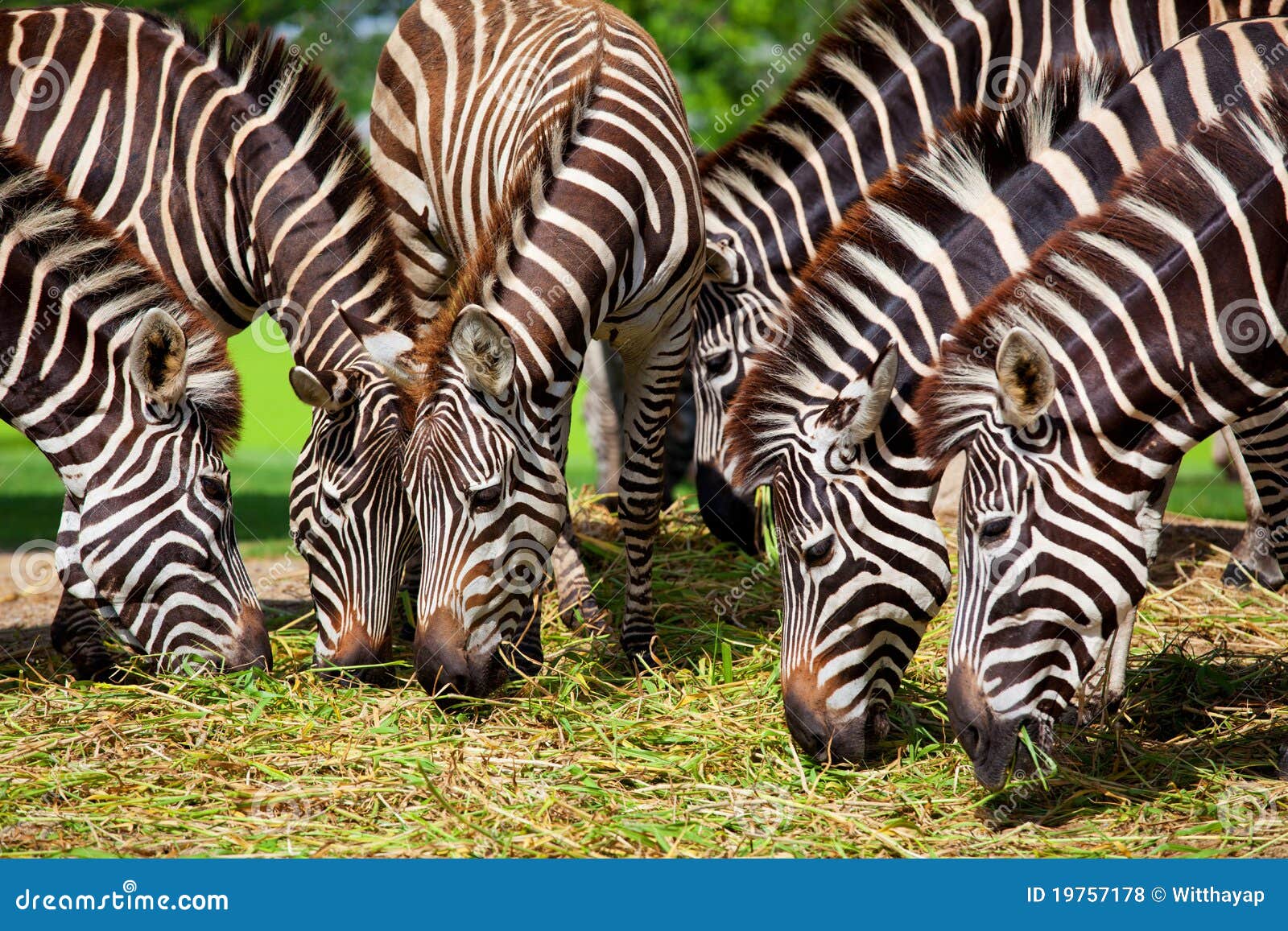 Zebra Eating Royalty Free Stock Photos - Image: 19757178