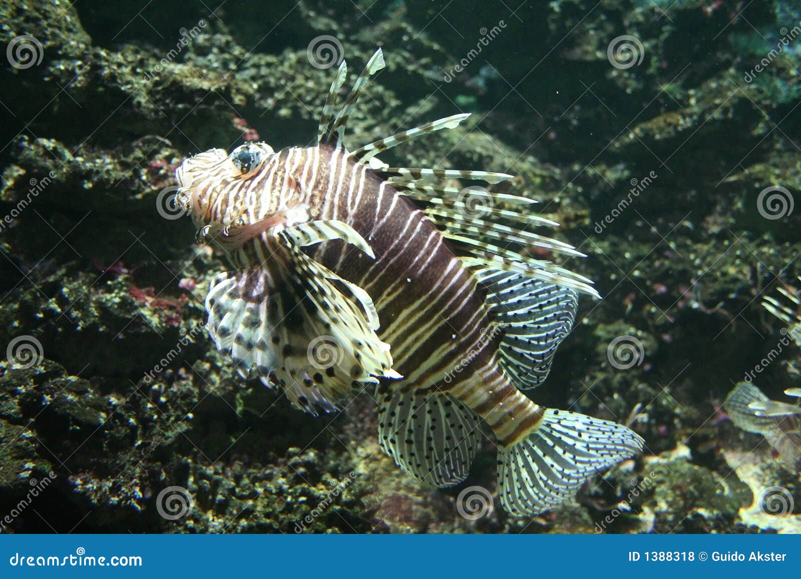 zebrafish clipart - photo #29
