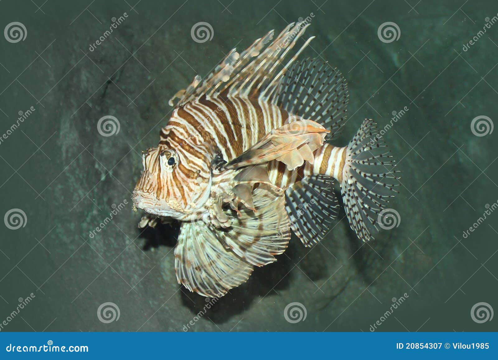 zebrafish clipart - photo #45