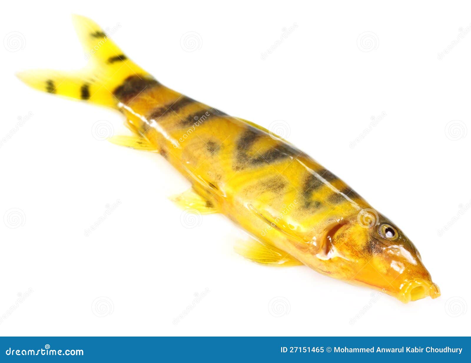 zebrafish clipart - photo #14