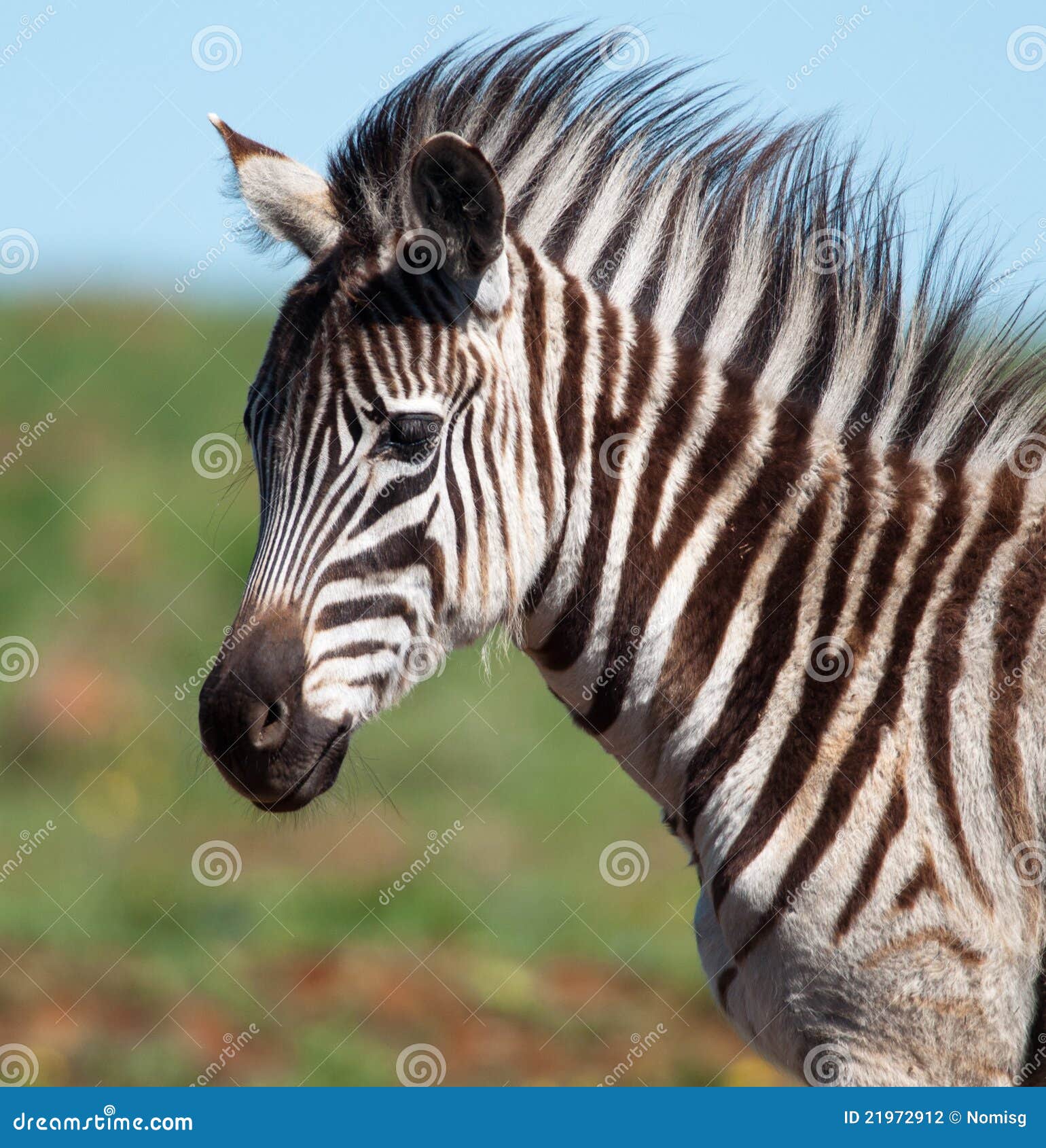 Zebra Foal Almost Looking At Camera Stock Photography - Image: 21972912