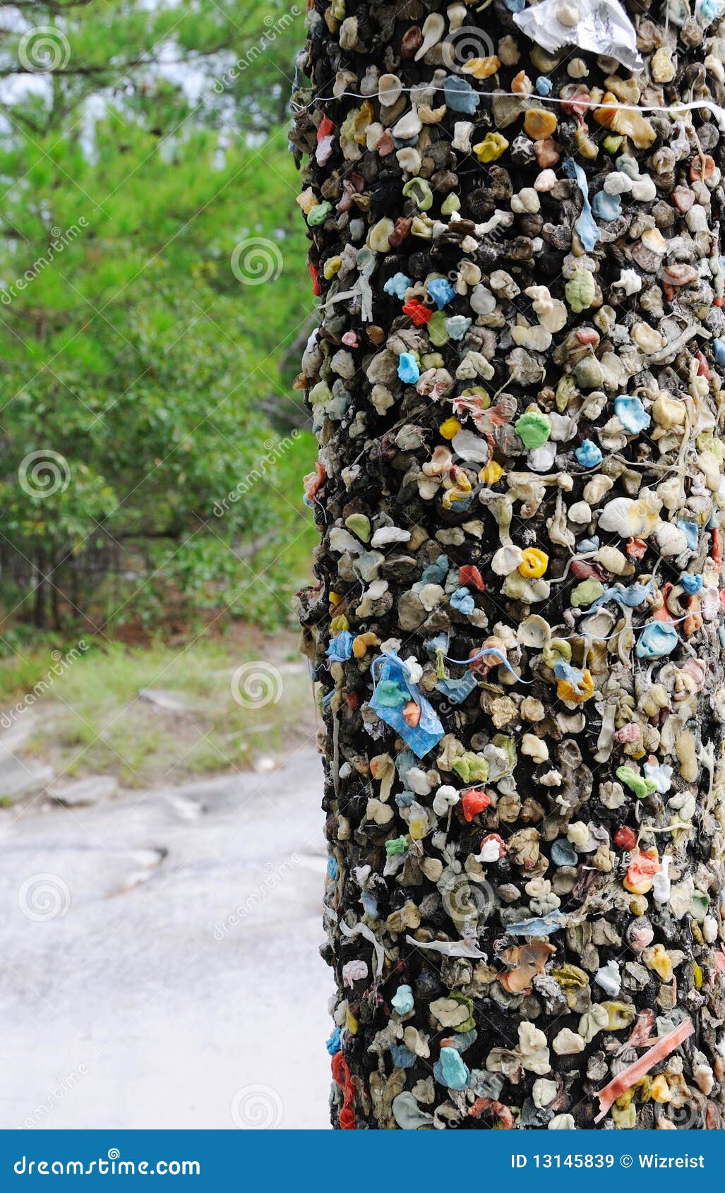 Arbol+De+Chicle ... los caminantes que colocan el chicle en él apenas para la diversión