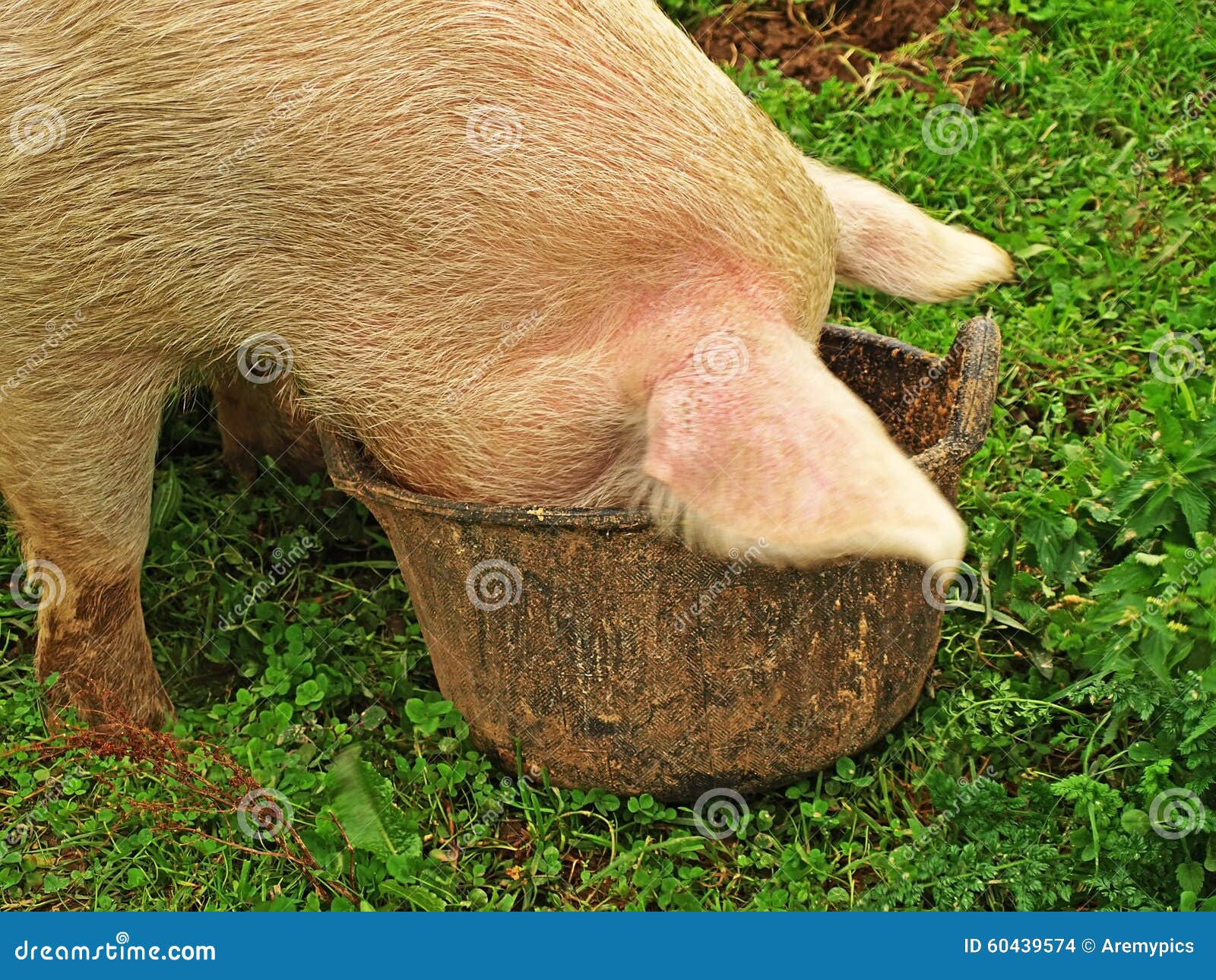 在草的一头猪,吃与他的头入桶.