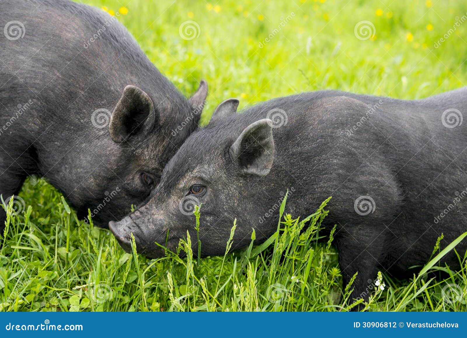 两头猪哺养 库存照片. 图片 包括有 肉猪, 敌意, 早晨, 吃草, 哺乳动物, 农田, 农场, 阳光, 小猪 - 81990960