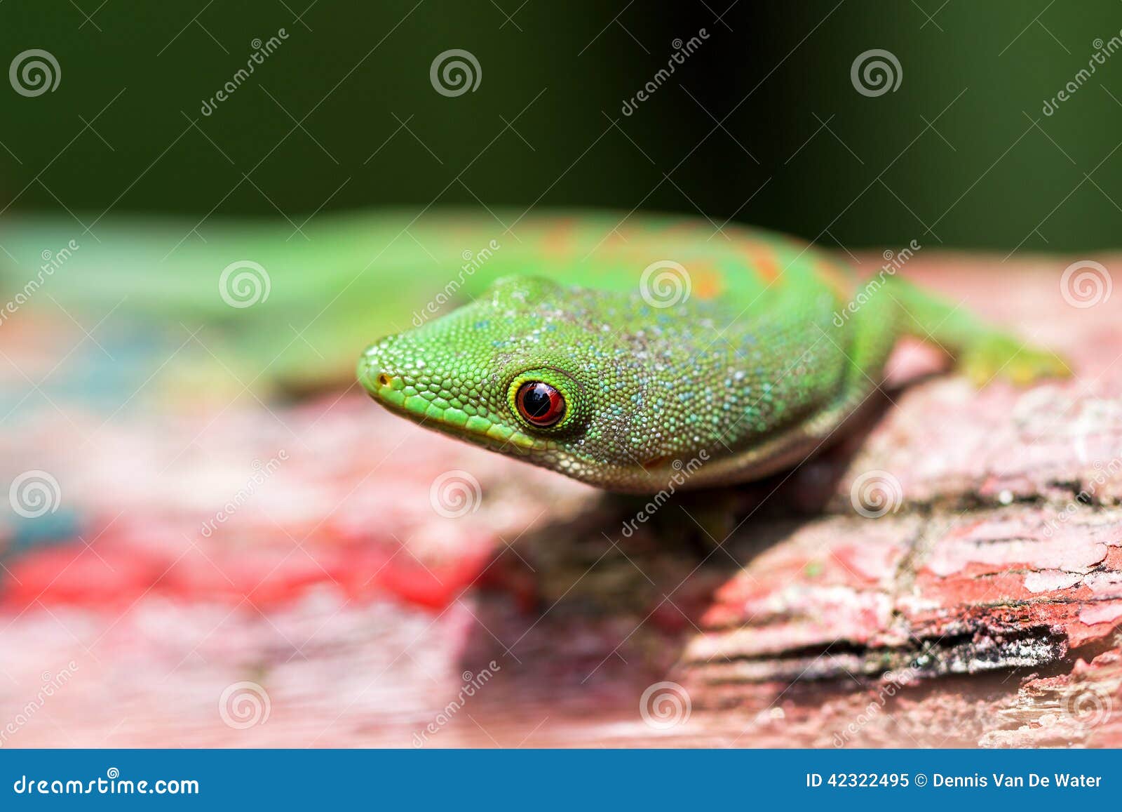 download 好奇壁虎 库存图片.