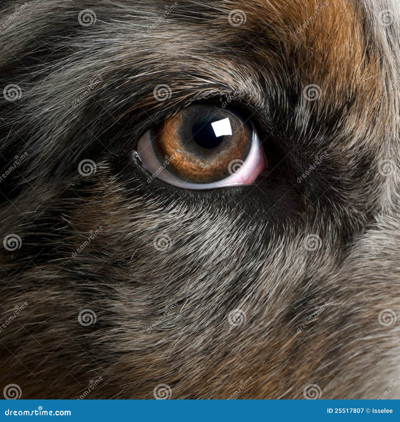 Hund hat rote Augen: Anzeichen für Stress? Wir klären auf!