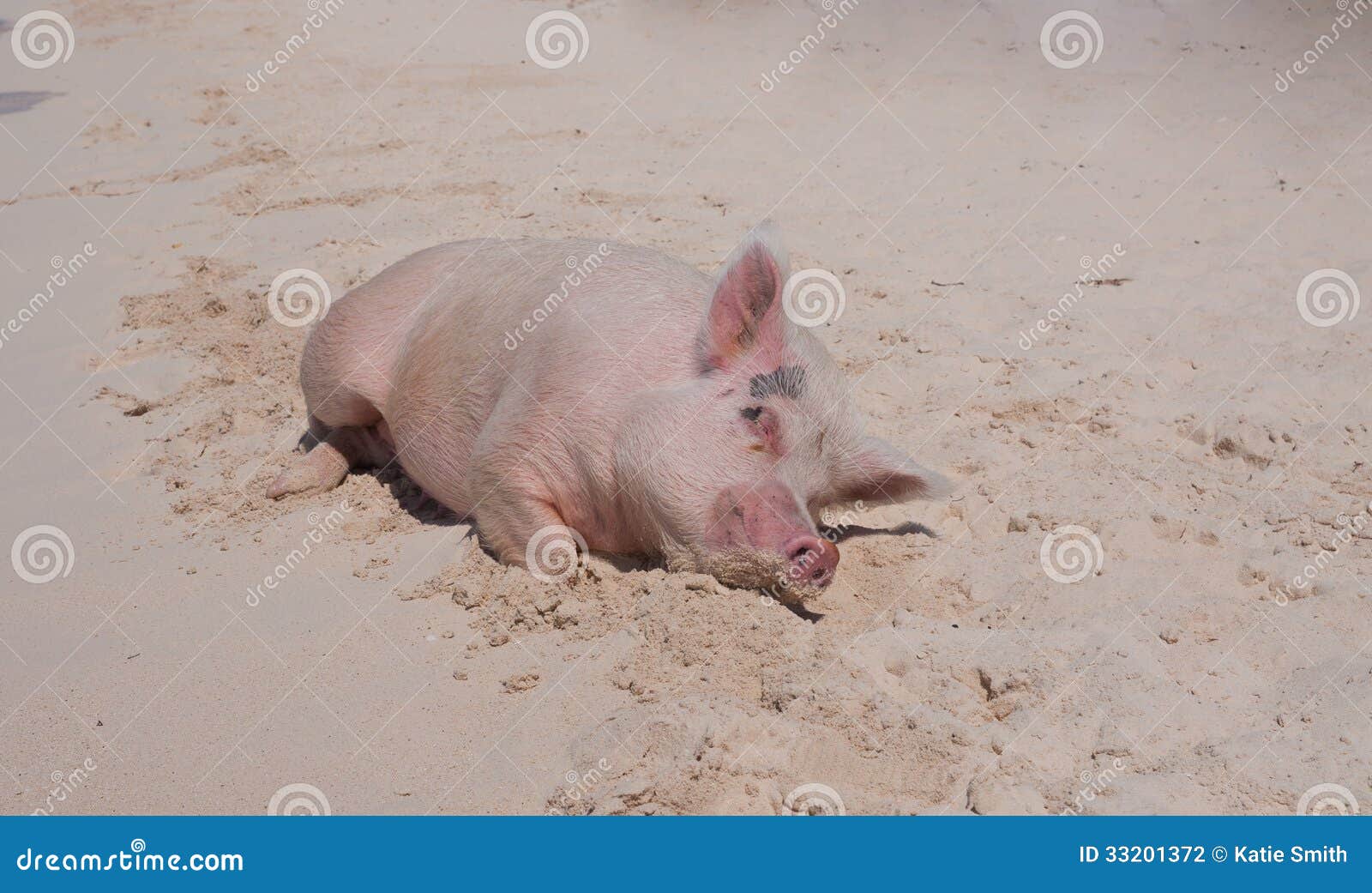 猪海边散步,猪在海边,散步_大山谷图库