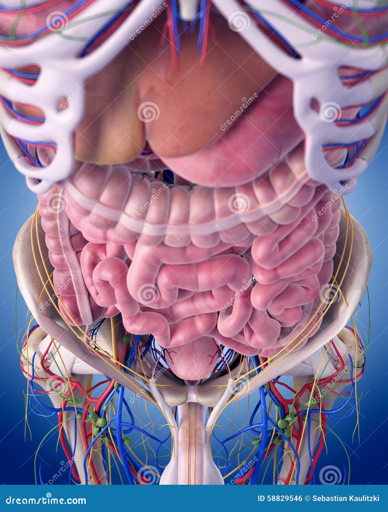 3d小肠和大肠结构模型,小肠和大肠结构3d模型下载_学哟网